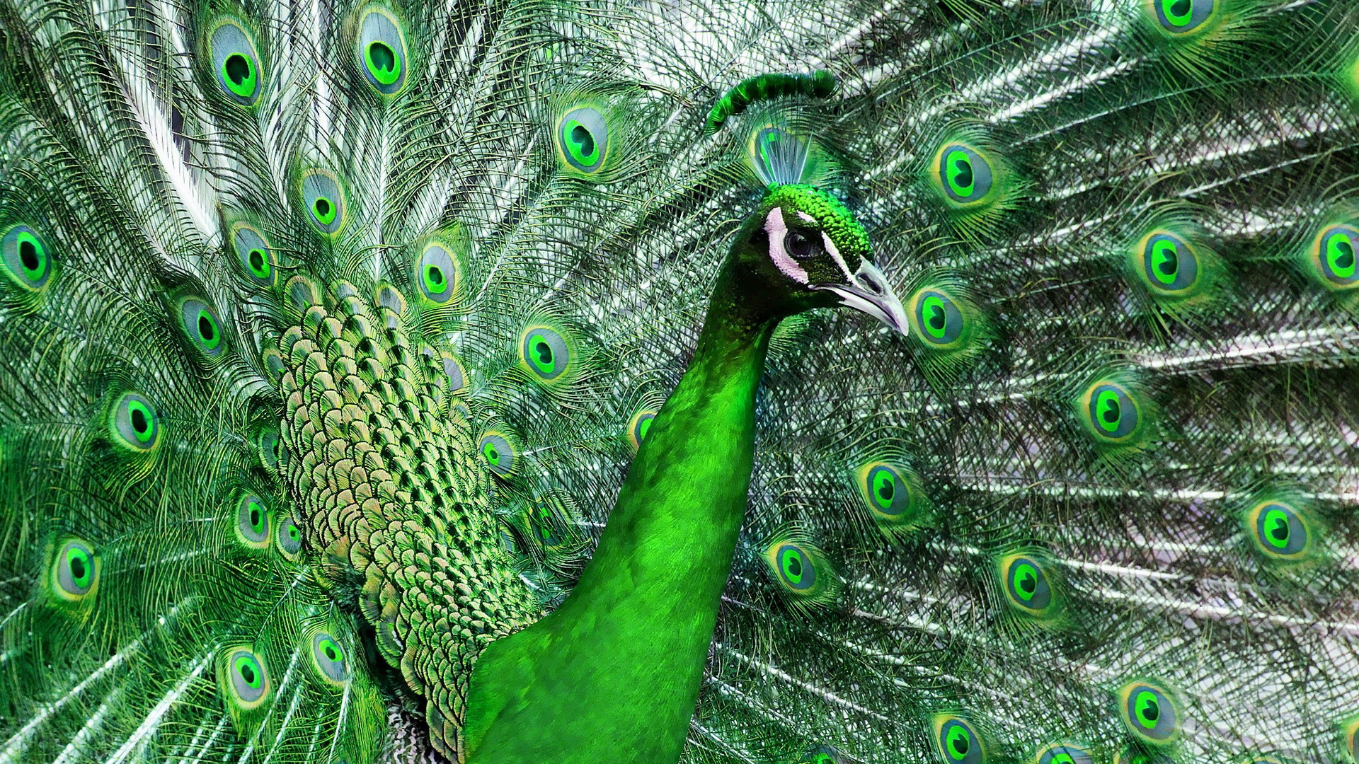 Free download wallpaper Animal, Peacock on your PC desktop