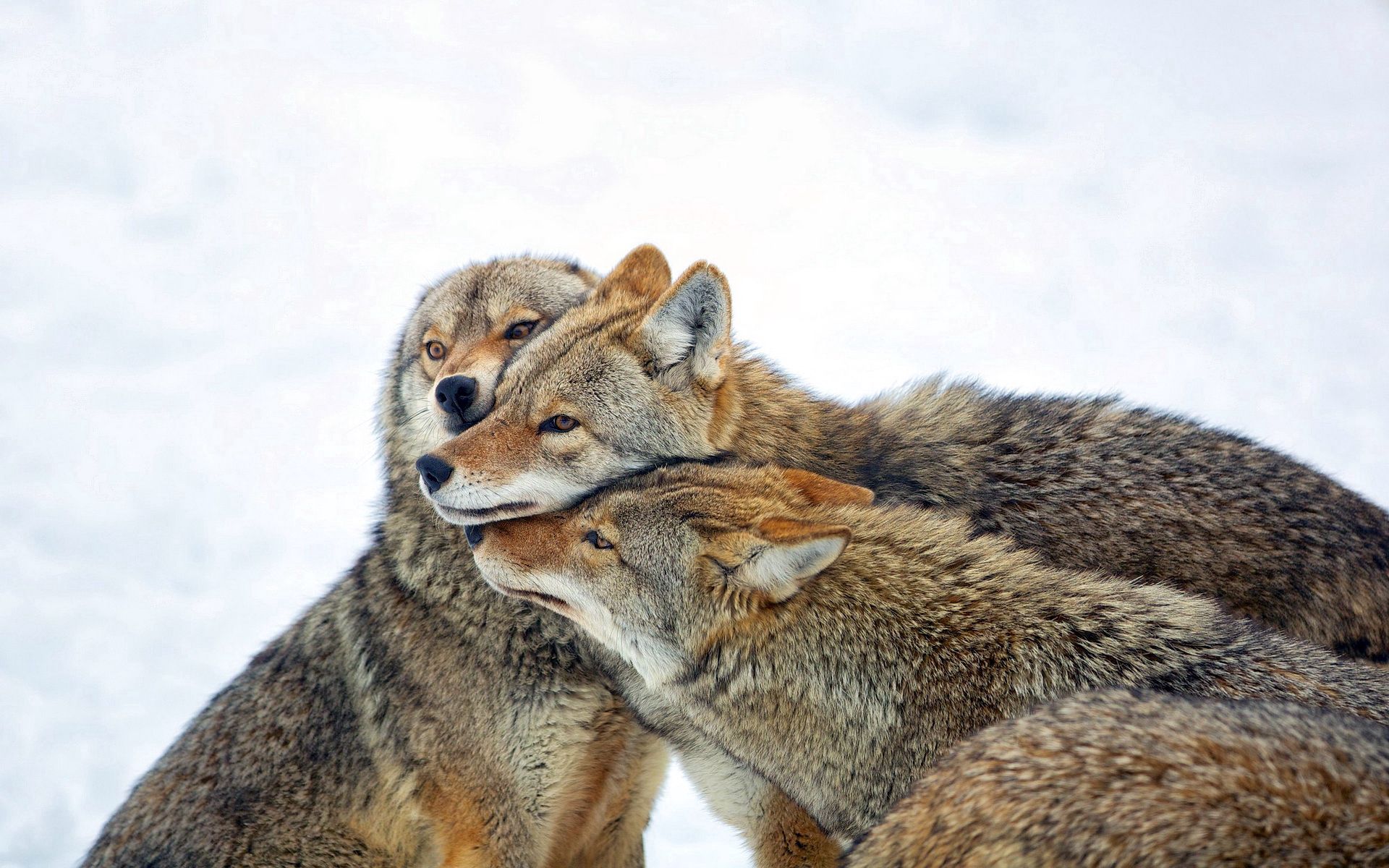 animals, wolfs, winter, snow, flock, care, coyote