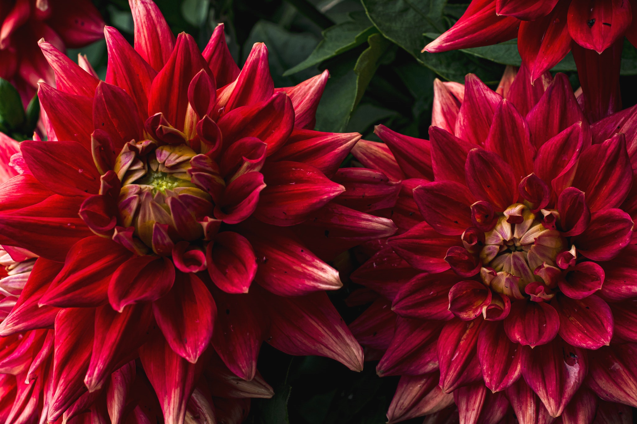 Téléchargez gratuitement l'image Fleurs, Fleur, Fermer, Dahlia, Terre/nature sur le bureau de votre PC