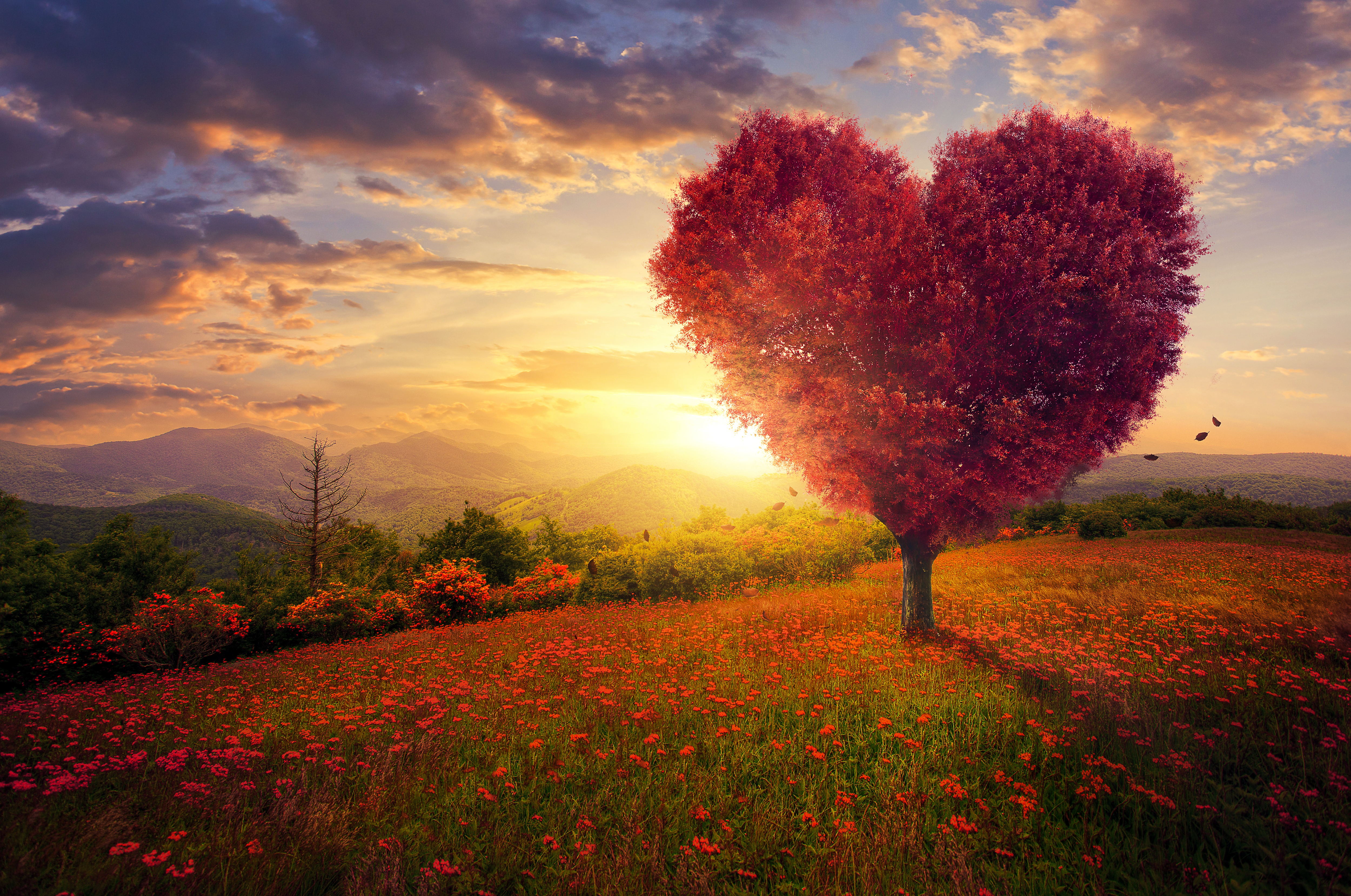 Free download wallpaper Tree, Artistic, Heart Shaped on your PC desktop
