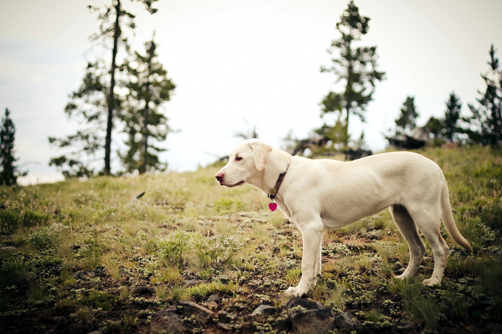 Handy-Wallpaper Labrador Retriever, Hunde, Tiere kostenlos herunterladen.