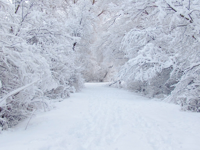 Скачать картинку Зима, Снег, Дорога, Белый, Дорожка, Земля/природа в телефон бесплатно.
