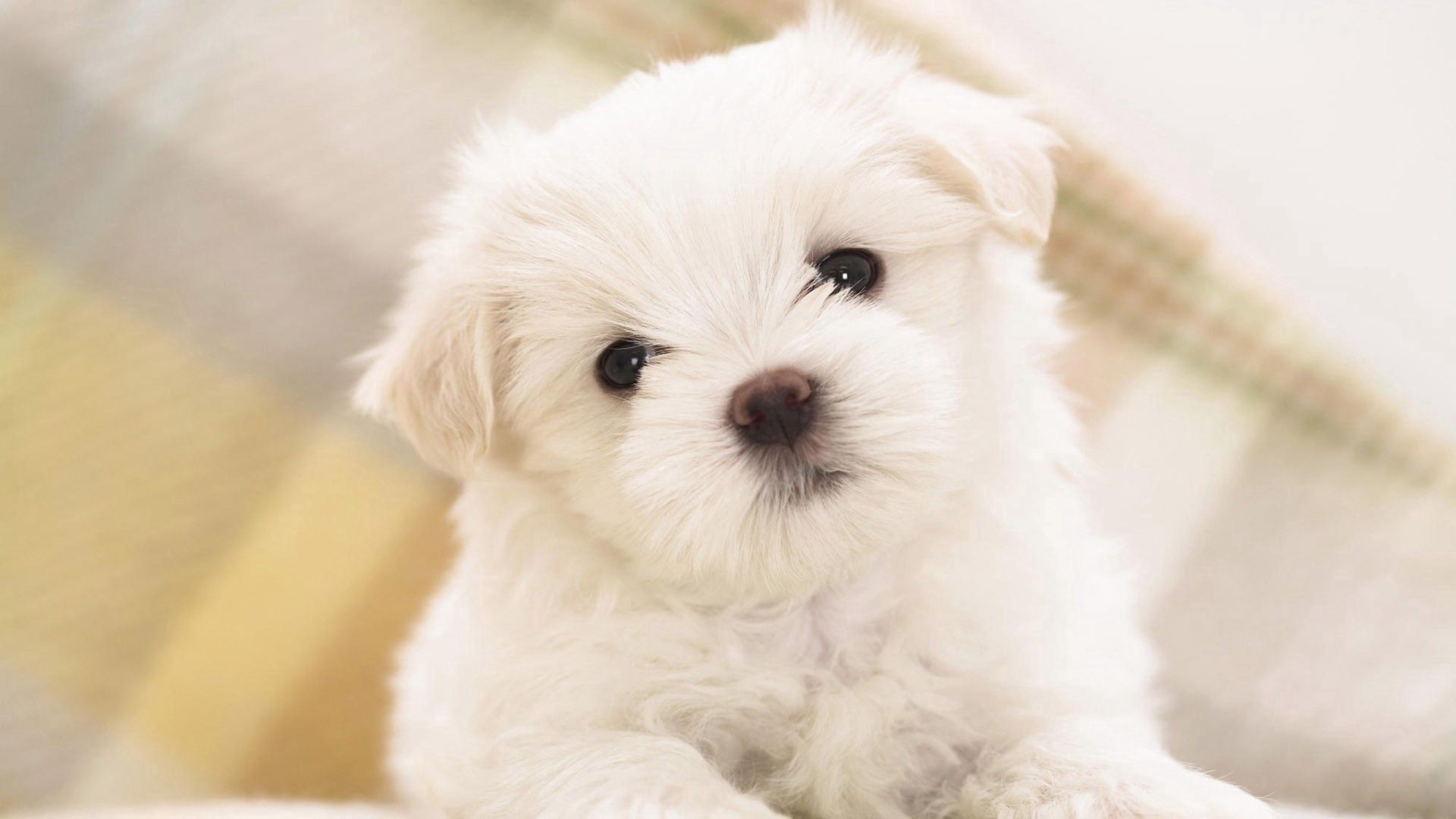 animals, white, muzzle, sight, opinion, puppy, small Free Stock Photo