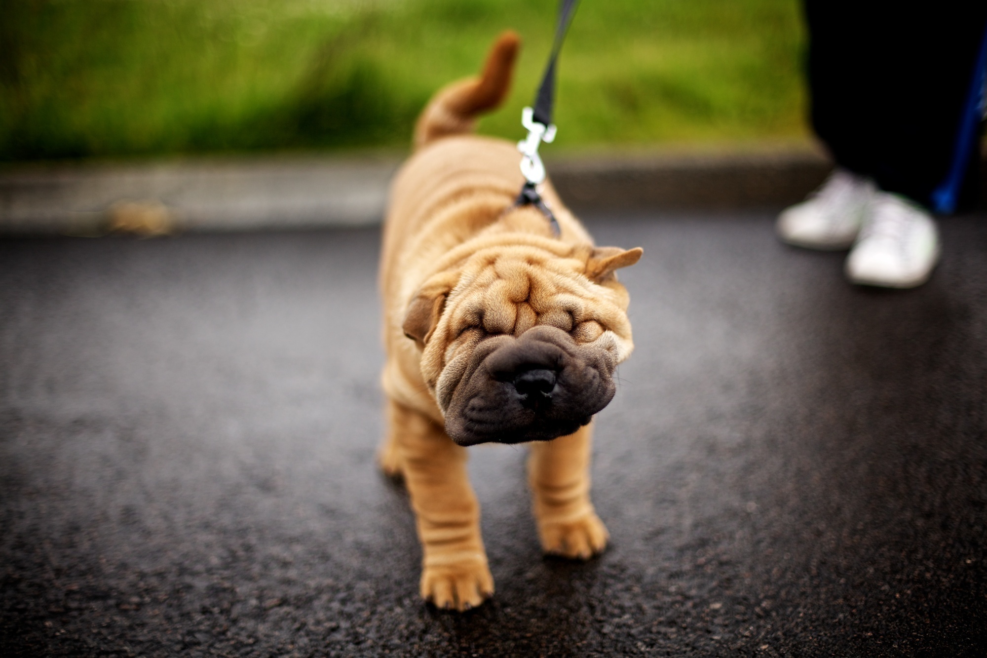 Téléchargez des papiers peints mobile Chiens, Chien, Animaux gratuitement.