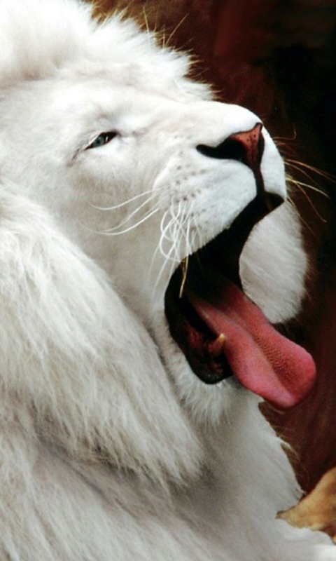 Baixar papel de parede para celular de Animais, Leão, Leão Branco gratuito.