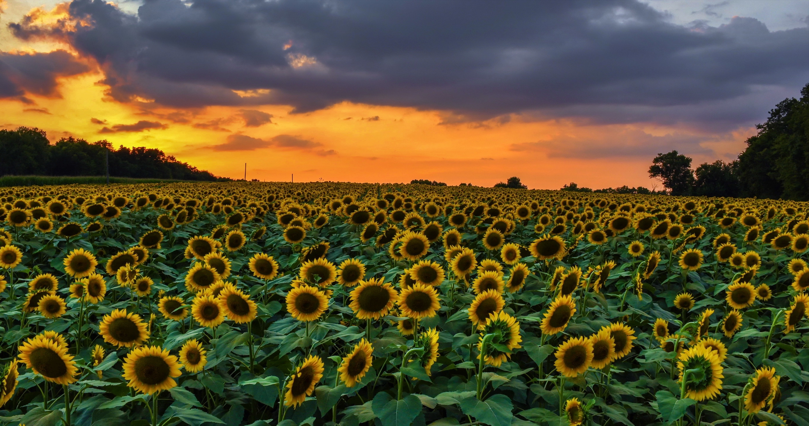 Laden Sie das Natur, Blumen, Sommer, Blume, Feld, Sonnenblume, Gelbe Blume, Erde/natur-Bild kostenlos auf Ihren PC-Desktop herunter