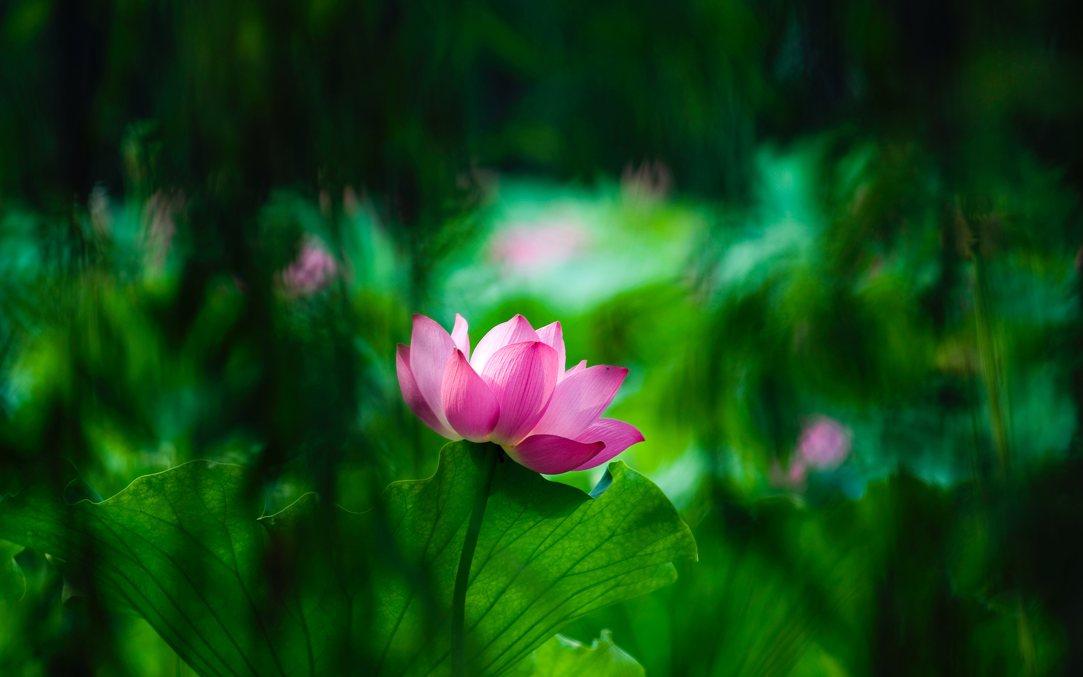 Free download wallpaper Nature, Flowers, Lotus, Flower, Earth, Pink Flower on your PC desktop