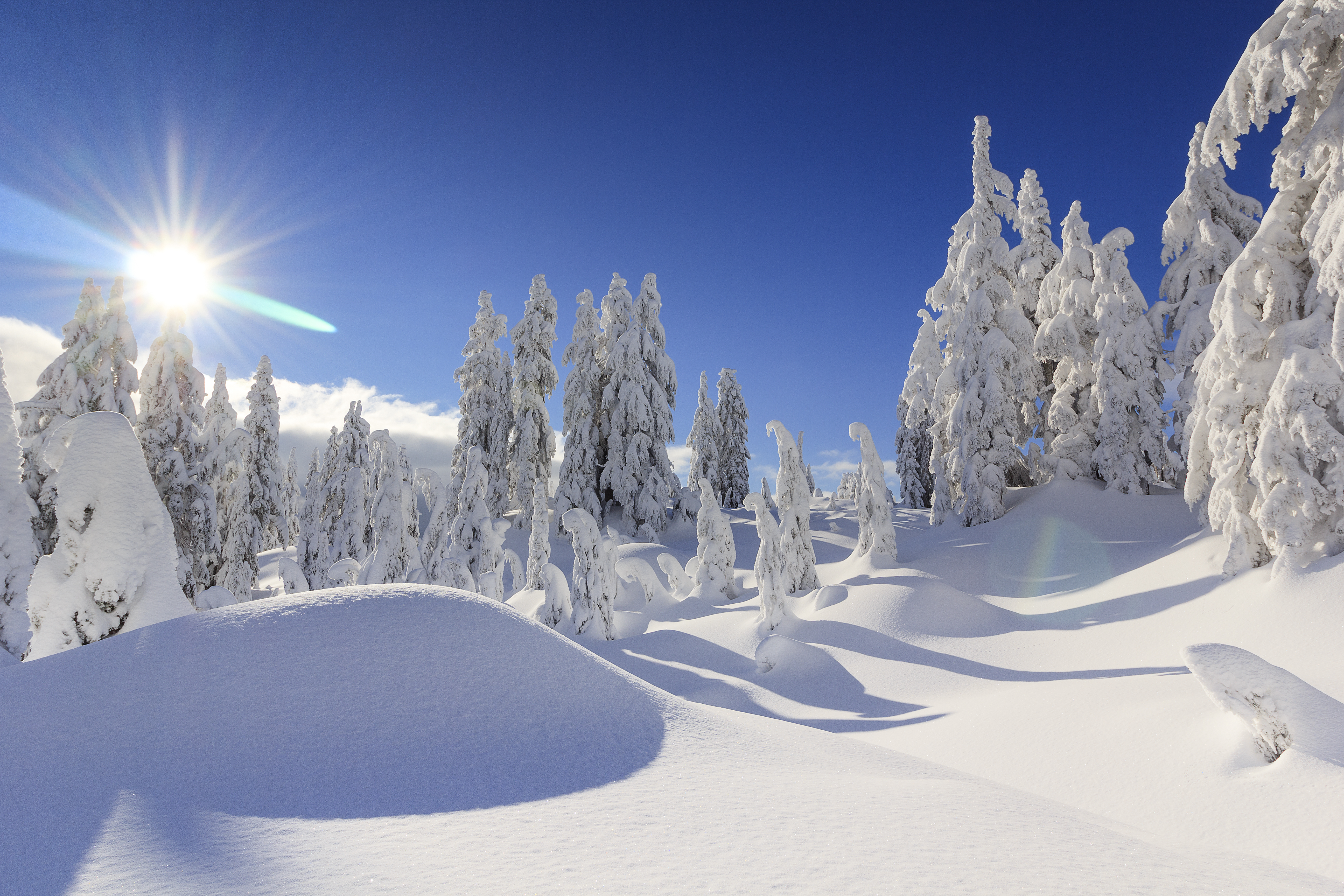 Free download wallpaper Winter, Nature, Snow, Canada, Tree, Earth, Sunny on your PC desktop