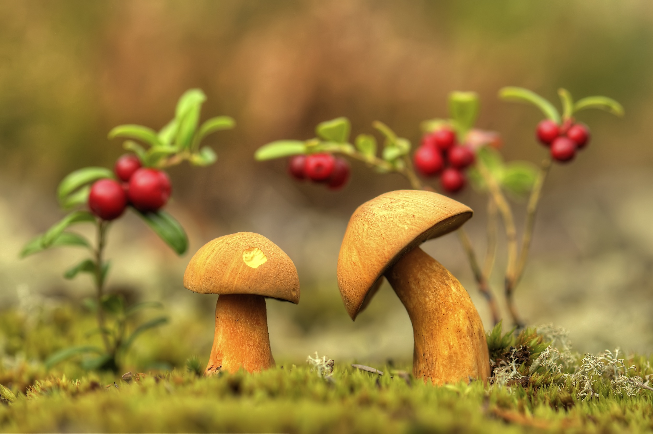 Laden Sie das Natur, Makro, Pilz, Erde/natur-Bild kostenlos auf Ihren PC-Desktop herunter