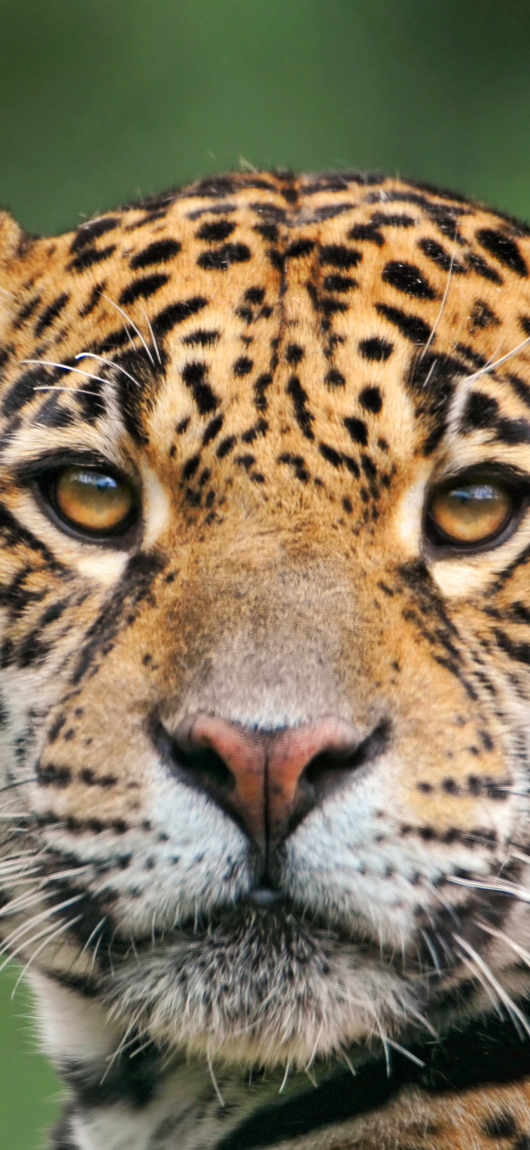 Download mobile wallpaper Cats, Jaguar, Animal for free.