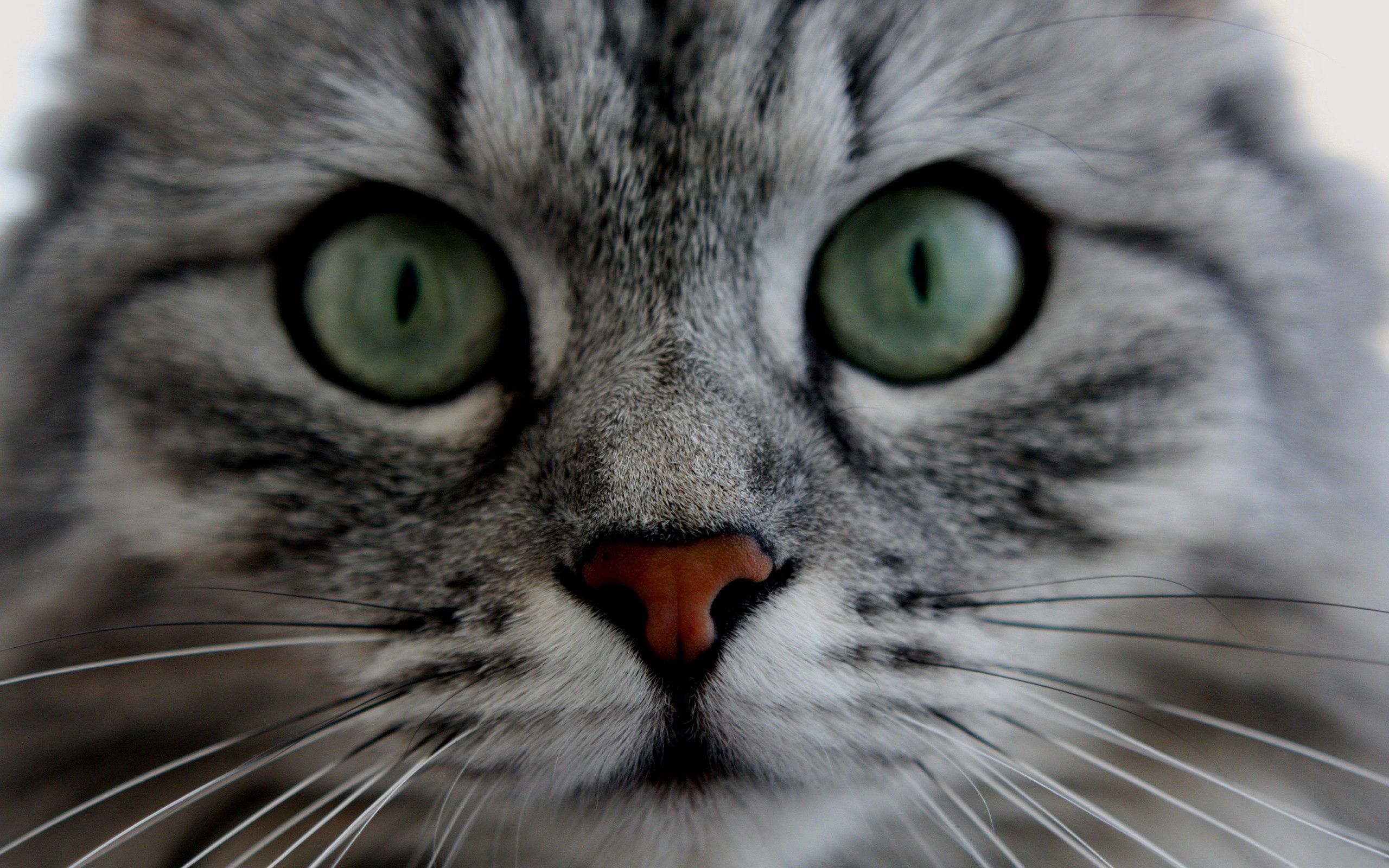 Download mobile wallpaper Muzzle, Sweetheart, Nice, Fluffy, Animals, Eyes, Cat, Grey for free.