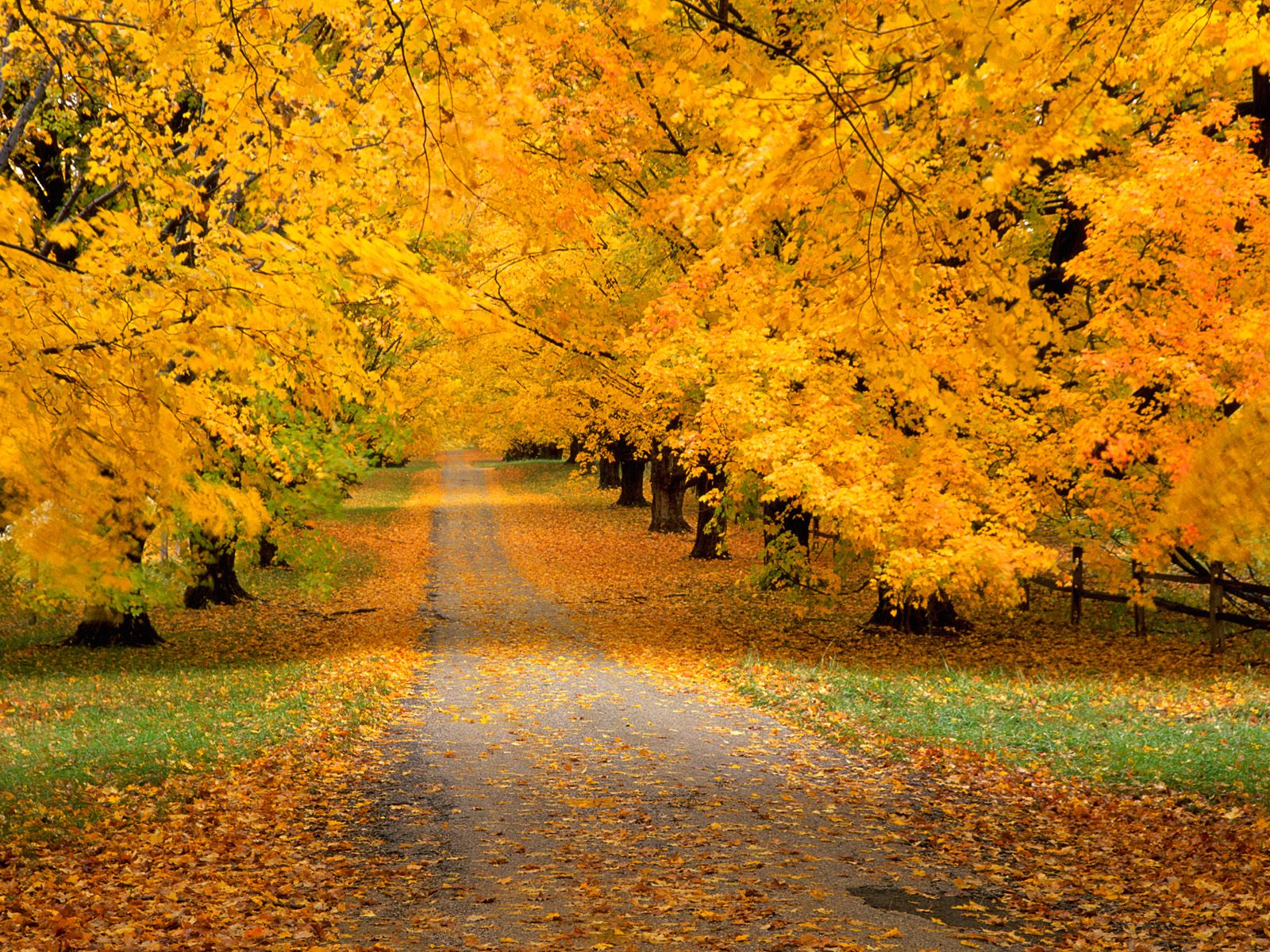 Baixe gratuitamente a imagem Outono, Árvore, Folha, Rua, Feito Pelo Homem na área de trabalho do seu PC