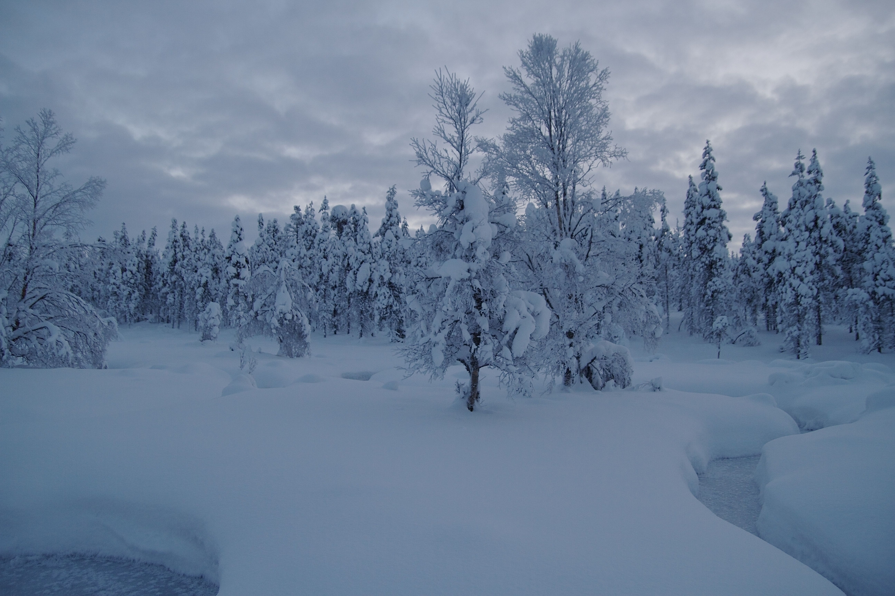 Descarga gratis la imagen Invierno, Naturaleza, Nieve, Bosque, Tierra/naturaleza en el escritorio de tu PC