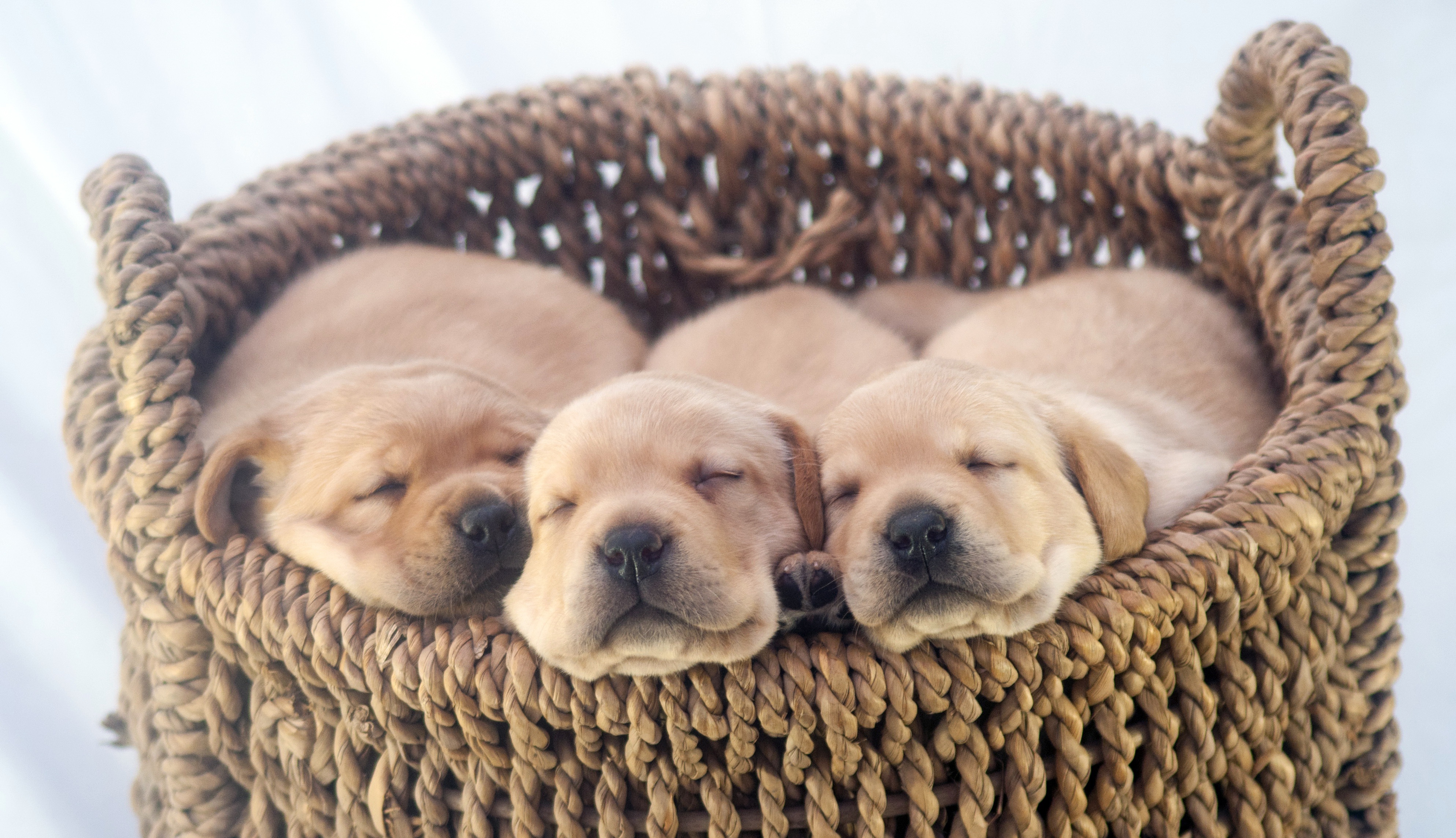 Download mobile wallpaper Dogs, Dog, Animal, Puppy, Basket, Cute, Labrador Retriever, Baby Animal for free.