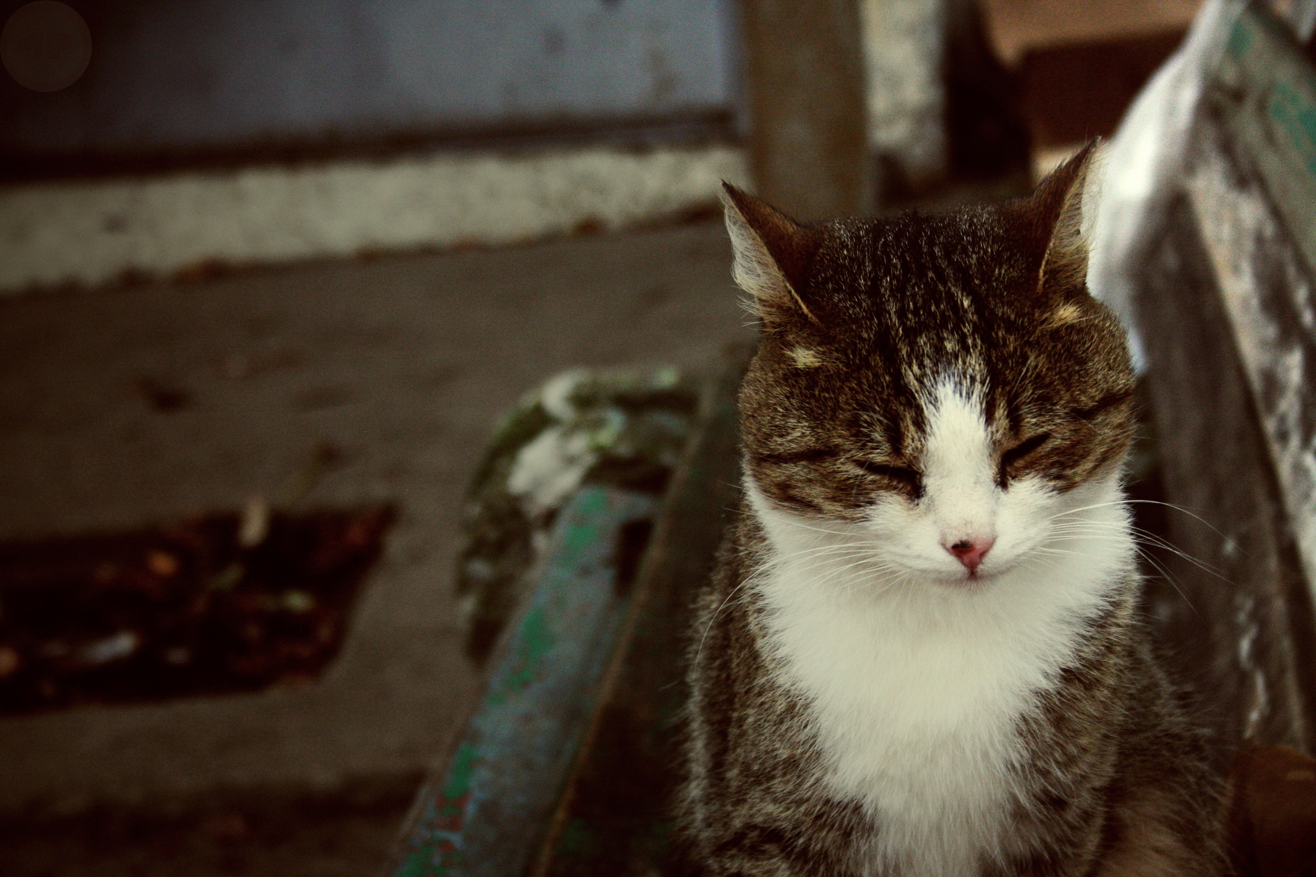 Handy-Wallpaper Katze, Katzen, Tiere kostenlos herunterladen.