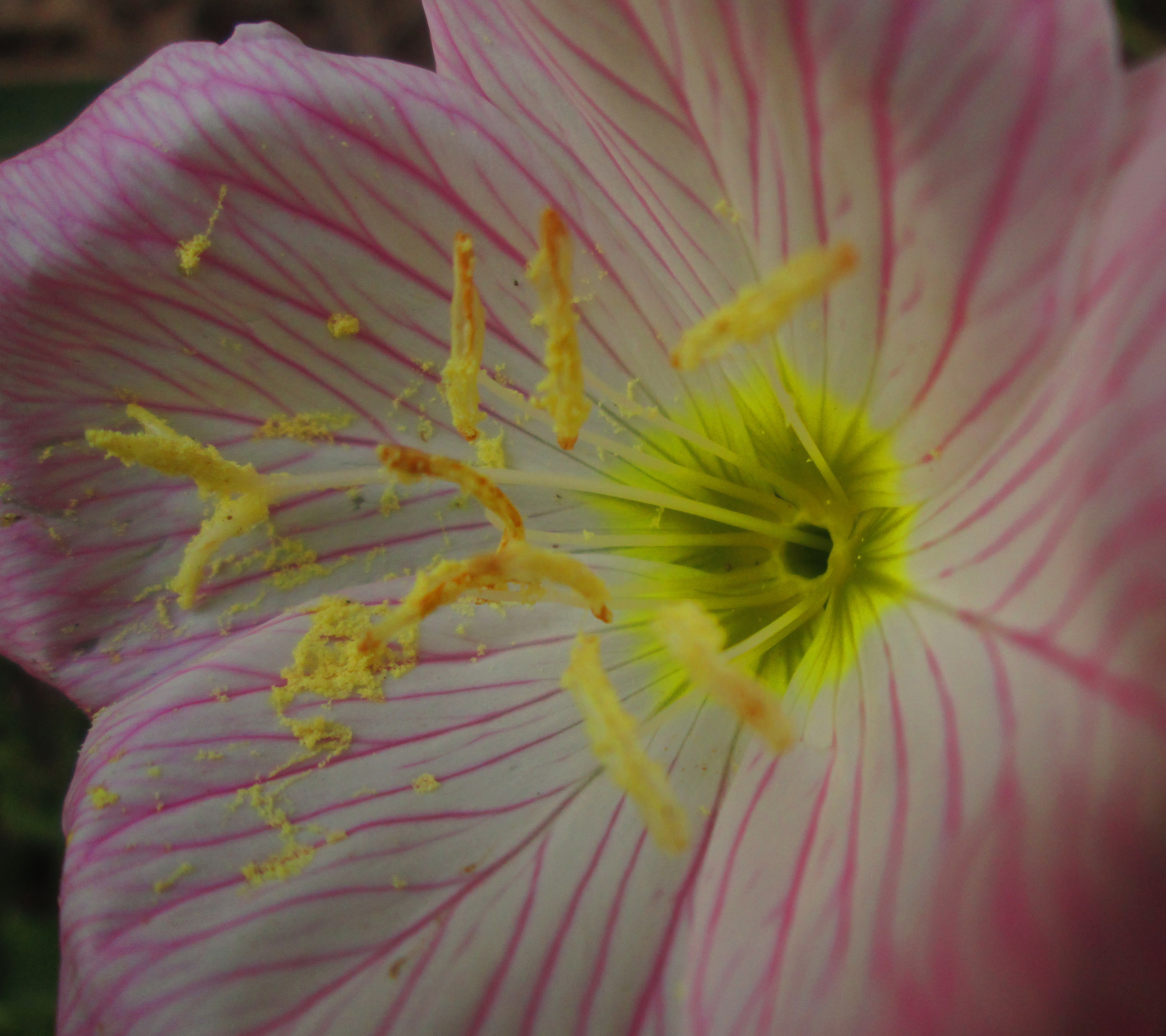 Téléchargez gratuitement l'image Fleurs, Fleur, Fermer, La Nature, Terre/nature sur le bureau de votre PC