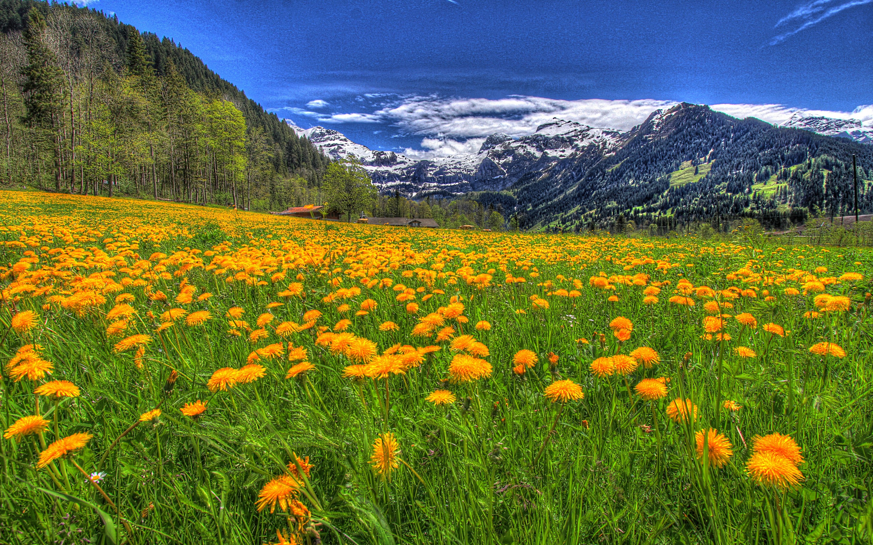 Free download wallpaper Landscape, Mountain, Earth, Field, Dandelion on your PC desktop