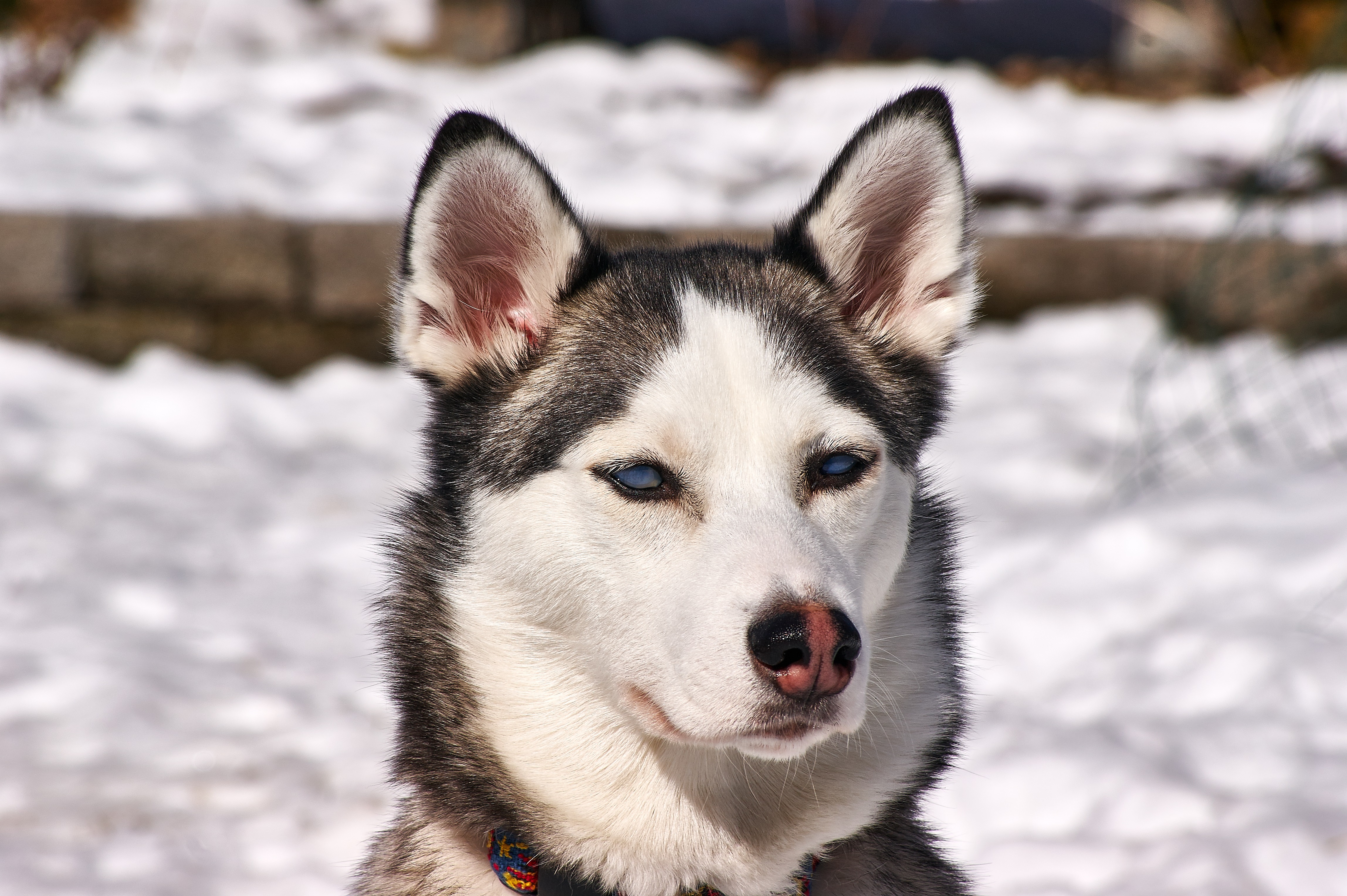 Download mobile wallpaper Snow, Animals, Dog, Muzzle, Husky for free.