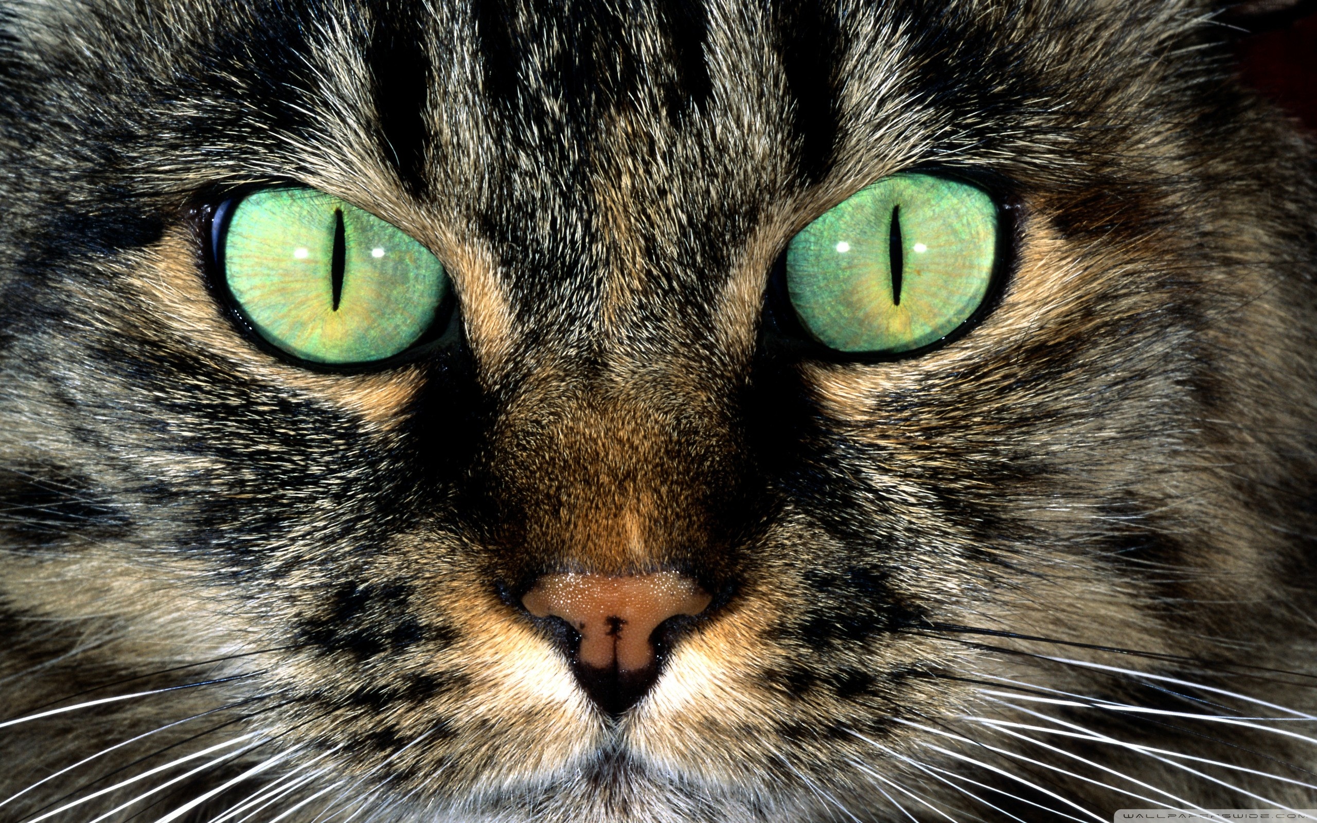 Free download wallpaper Cat, Animal on your PC desktop