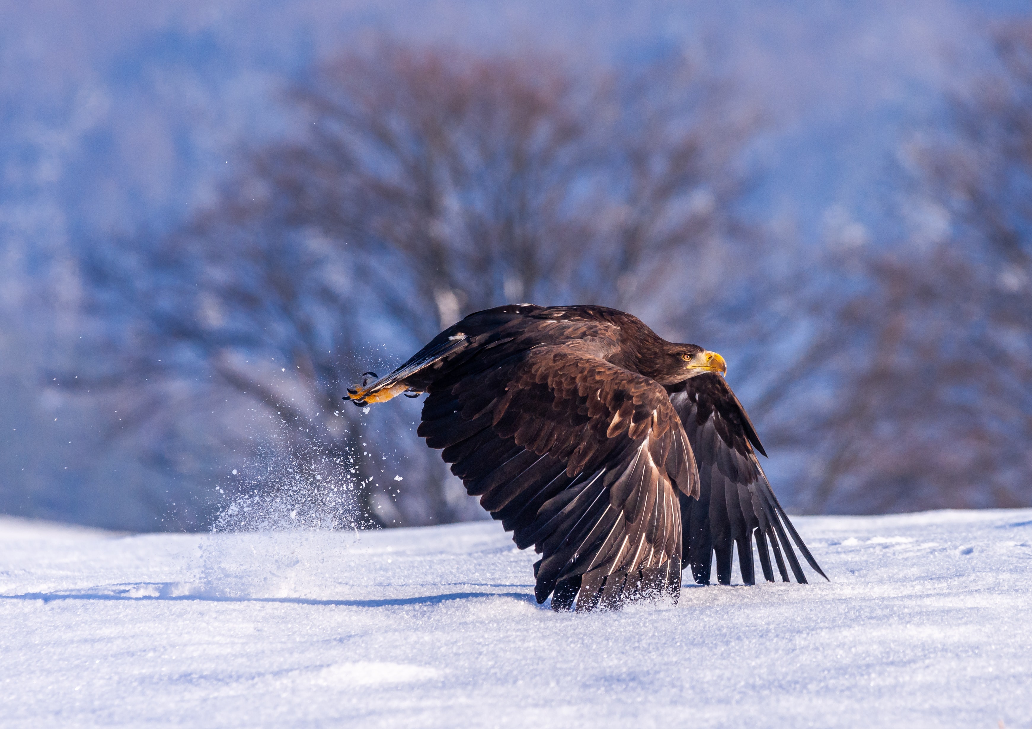 Download mobile wallpaper Birds, Snow, Animal, Eagle, Bird Of Prey for free.