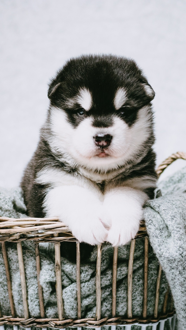 Download mobile wallpaper Dogs, Dog, Animal, Puppy, Alaskan Malamute, Baby Animal for free.