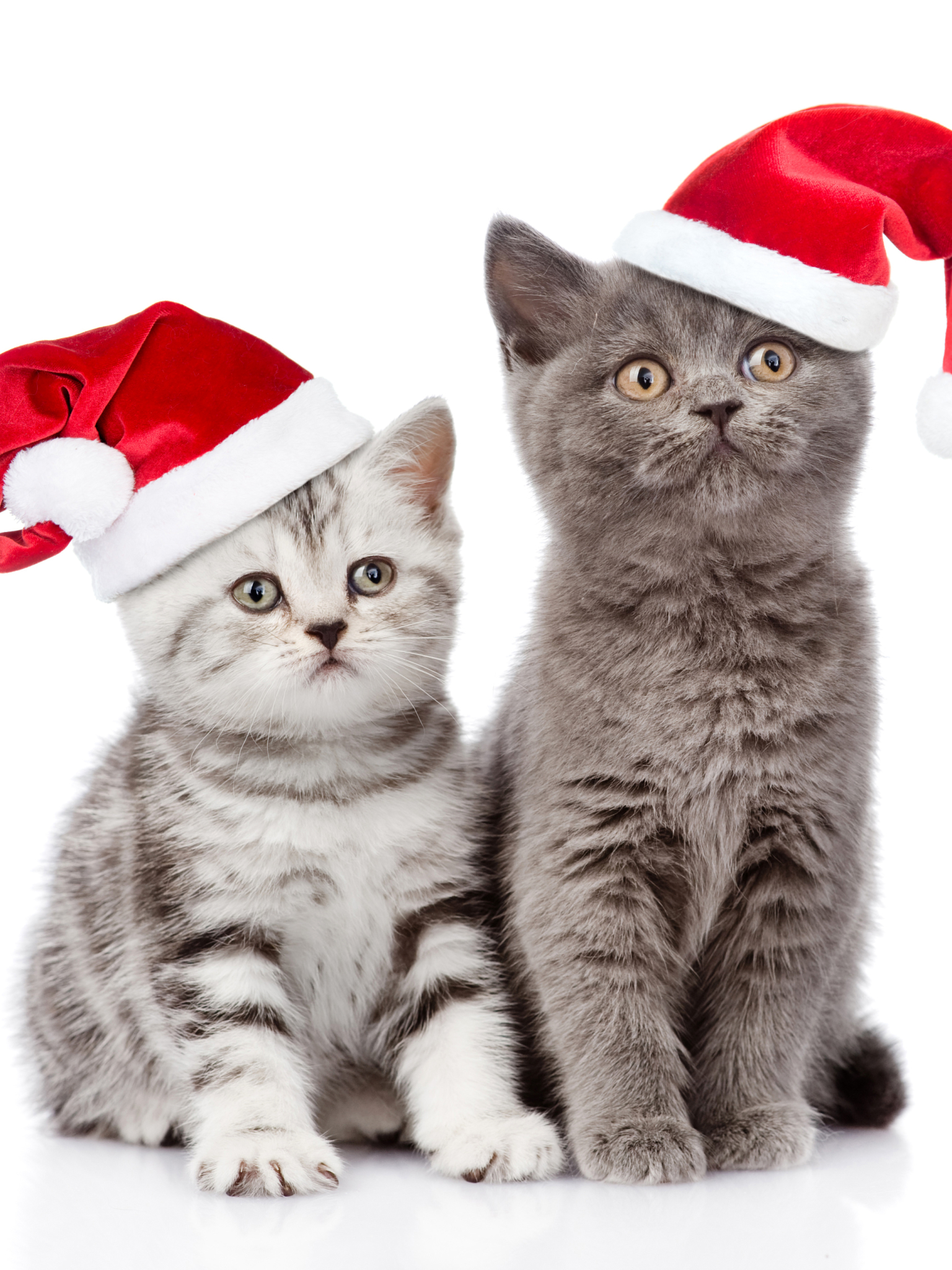 Download mobile wallpaper Cats, Cat, Kitten, Christmas, Animal, Santa Hat for free.