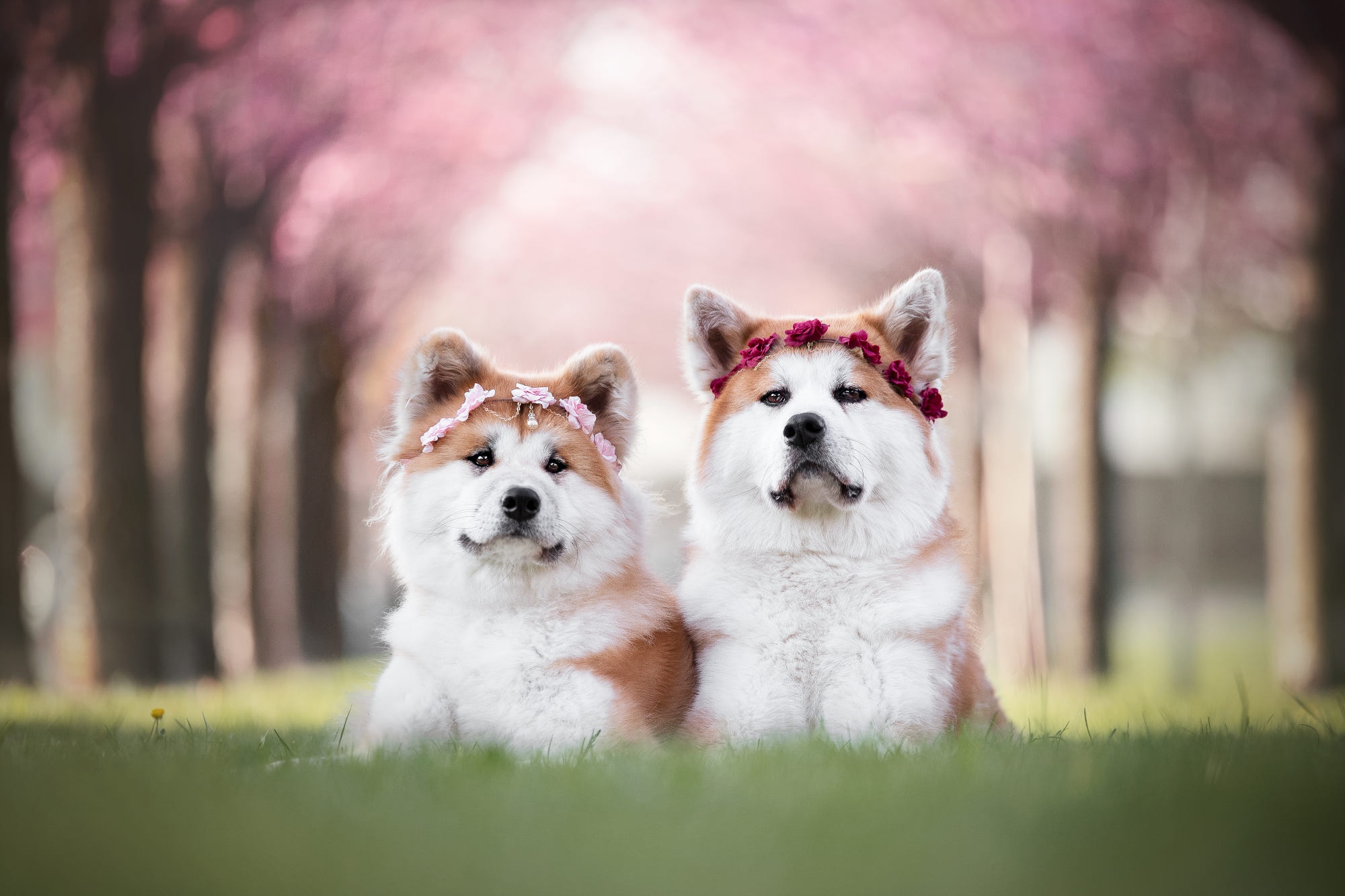 Download mobile wallpaper Dogs, Dog, Animal, Akita, Depth Of Field for free.