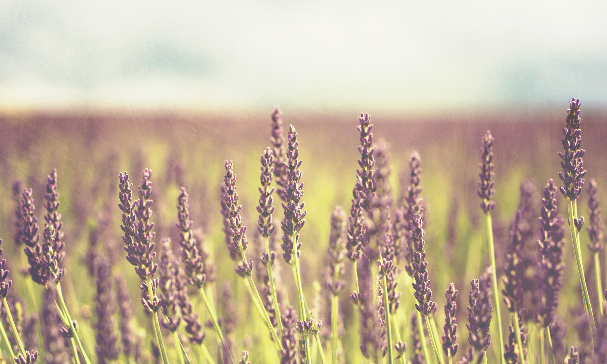 Laden Sie das Lavendel, Blumen, Erde/natur-Bild kostenlos auf Ihren PC-Desktop herunter