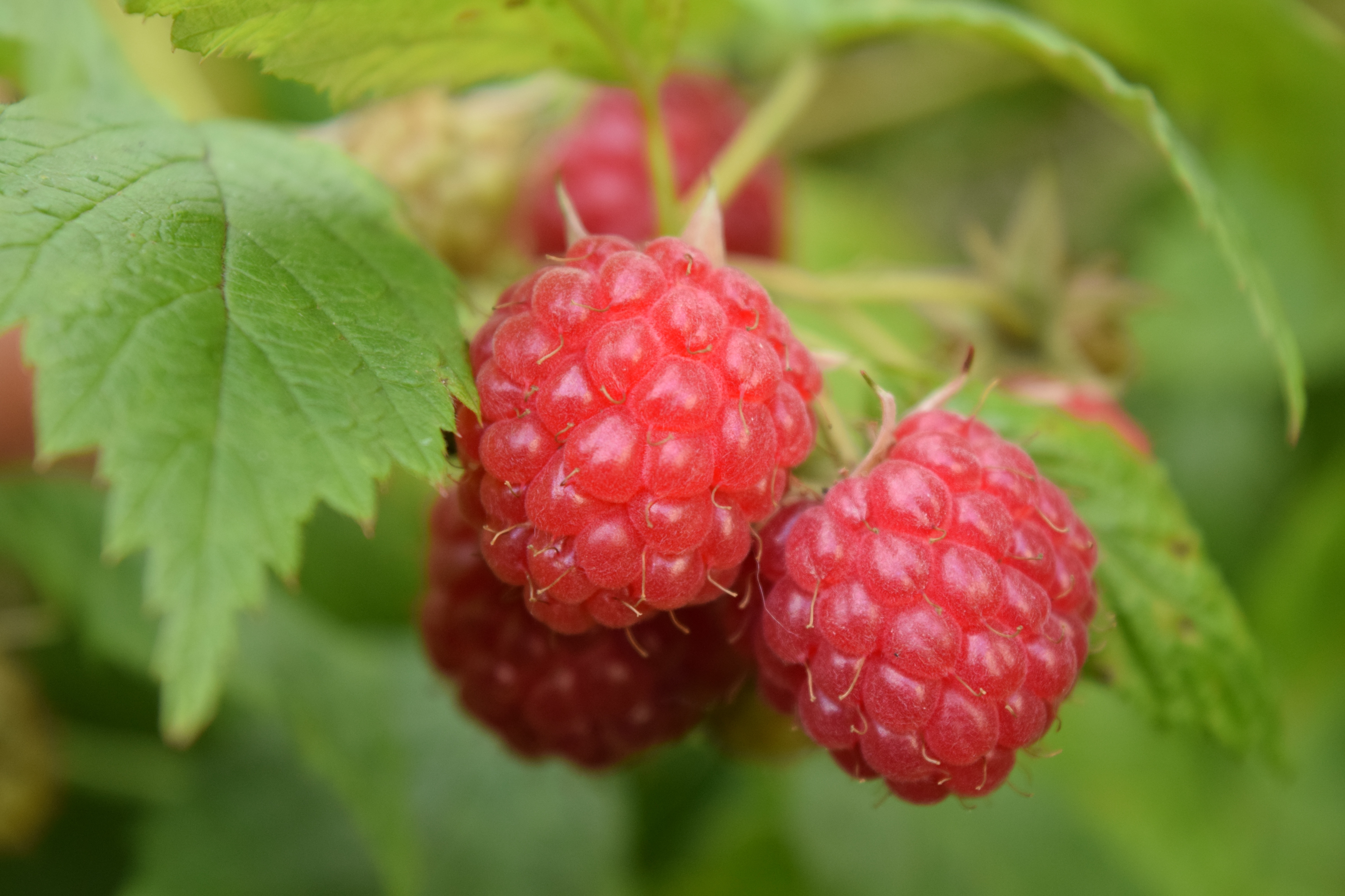 Free download wallpaper Food, Raspberry, Berries, Branch, Ripe, Leaves on your PC desktop