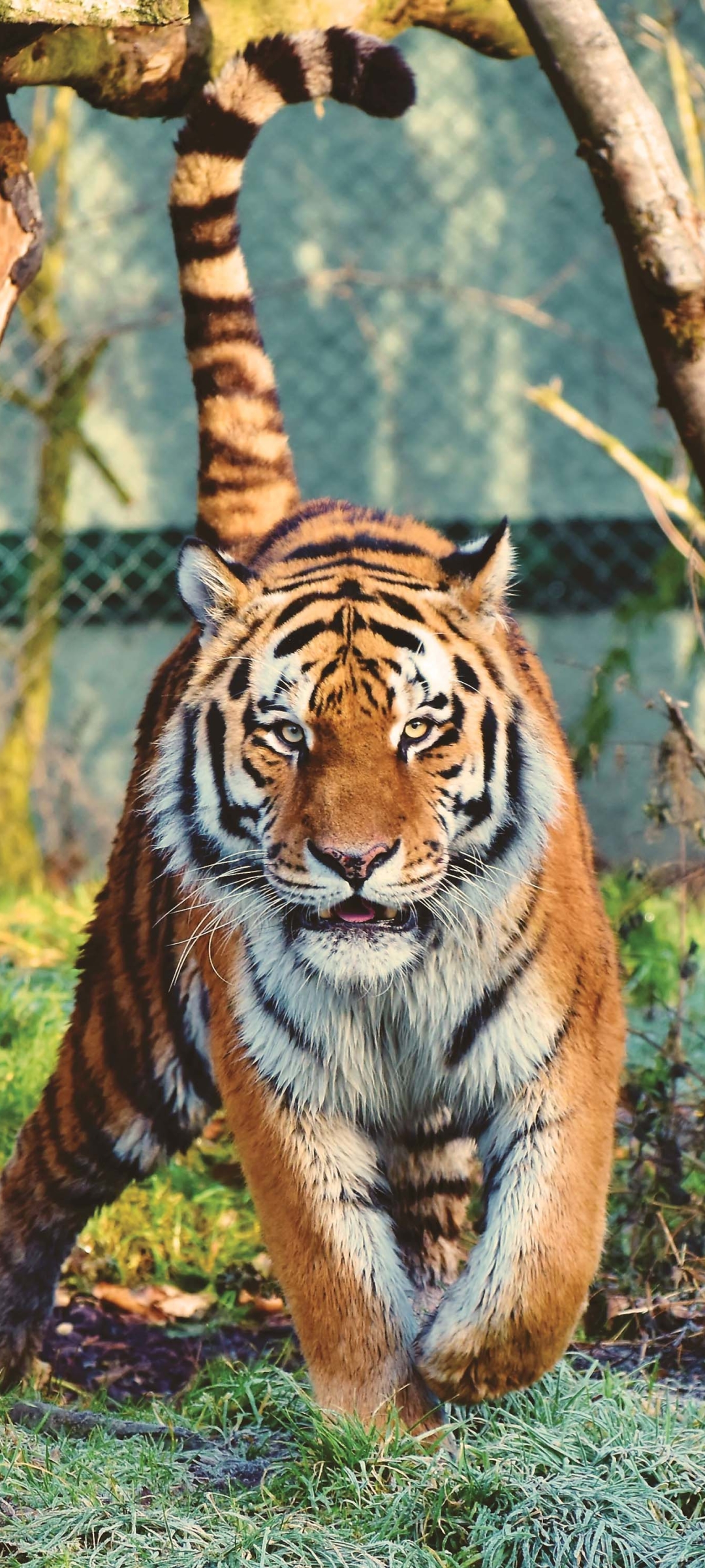 Download mobile wallpaper Cats, Animal, Tiger for free.