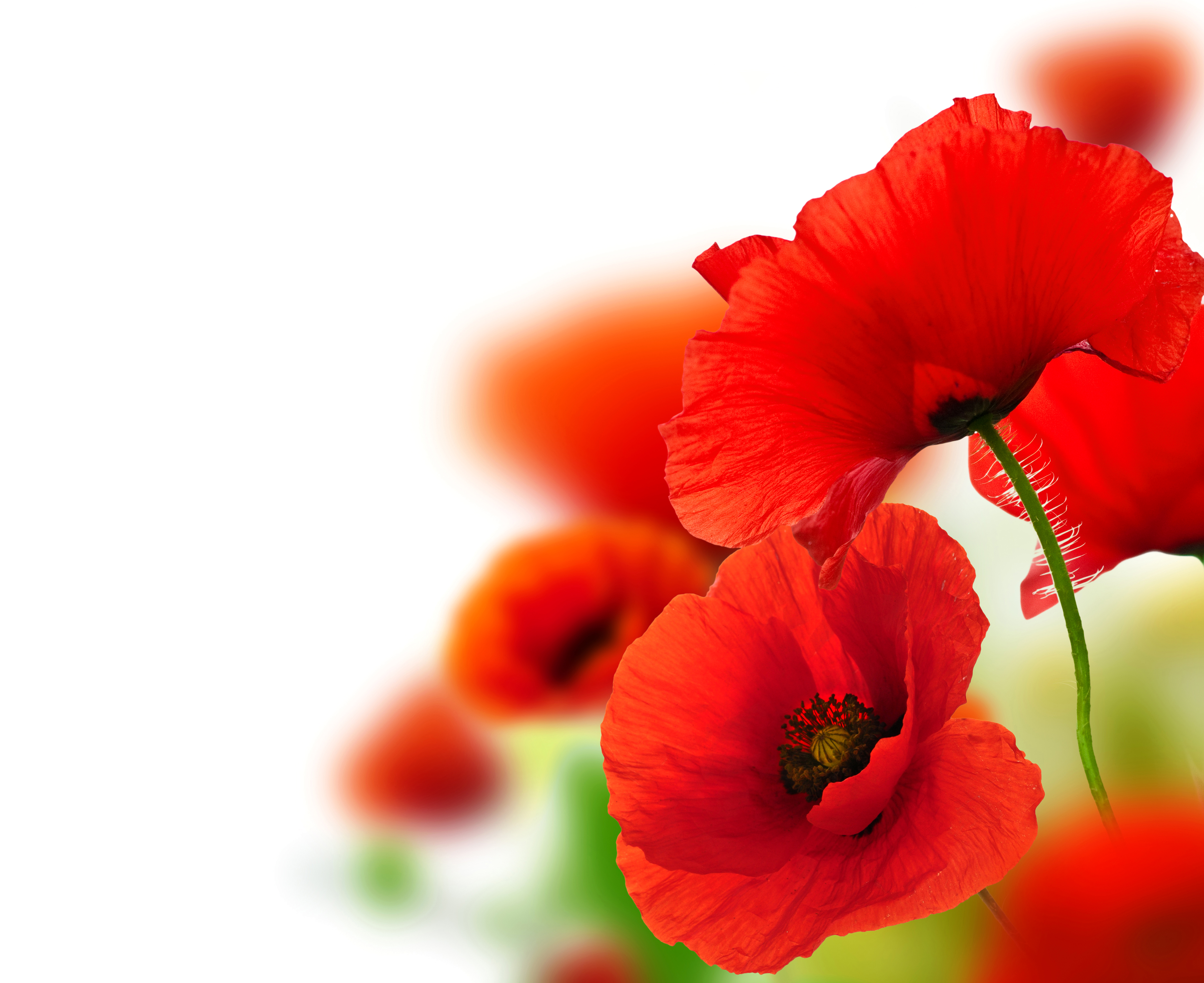 Download mobile wallpaper Flowers, Flower, Earth, Poppy, Red Flower for free.