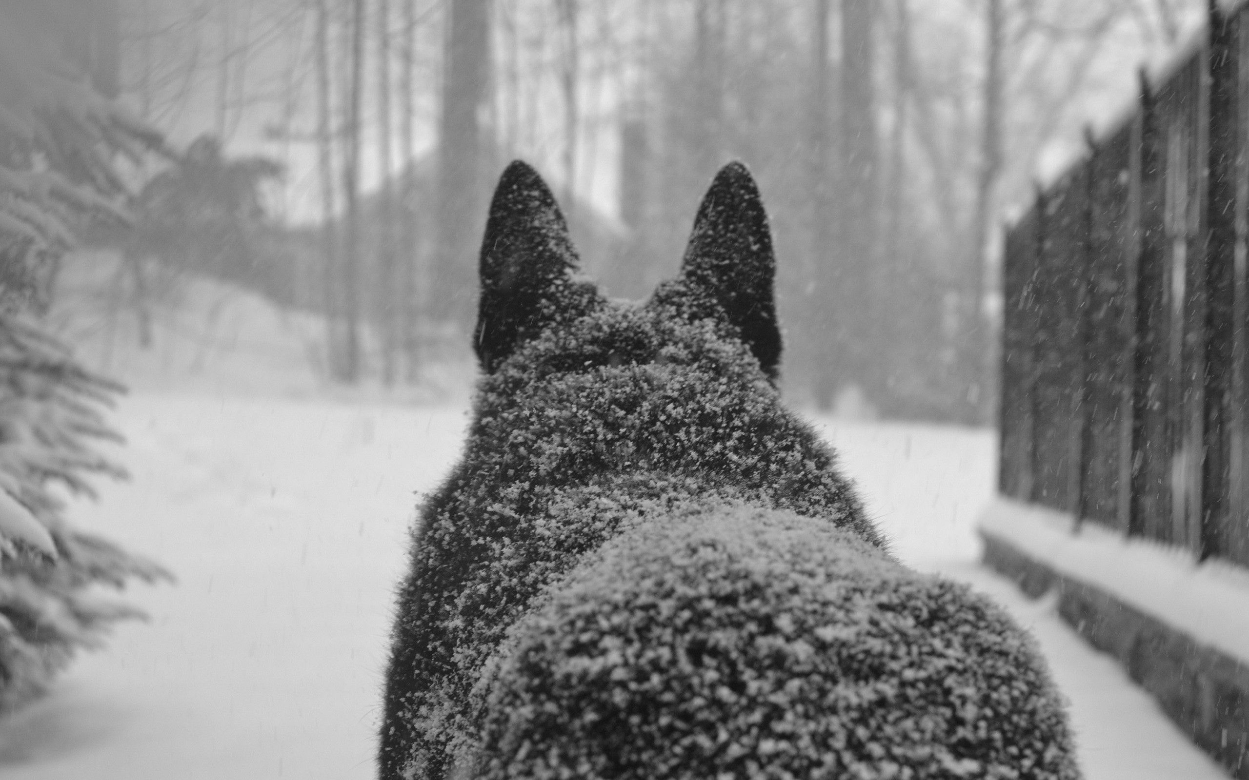 148329 завантажити картинку тварини, сніг, собака, пес, спина, задній - шпалери і заставки безкоштовно