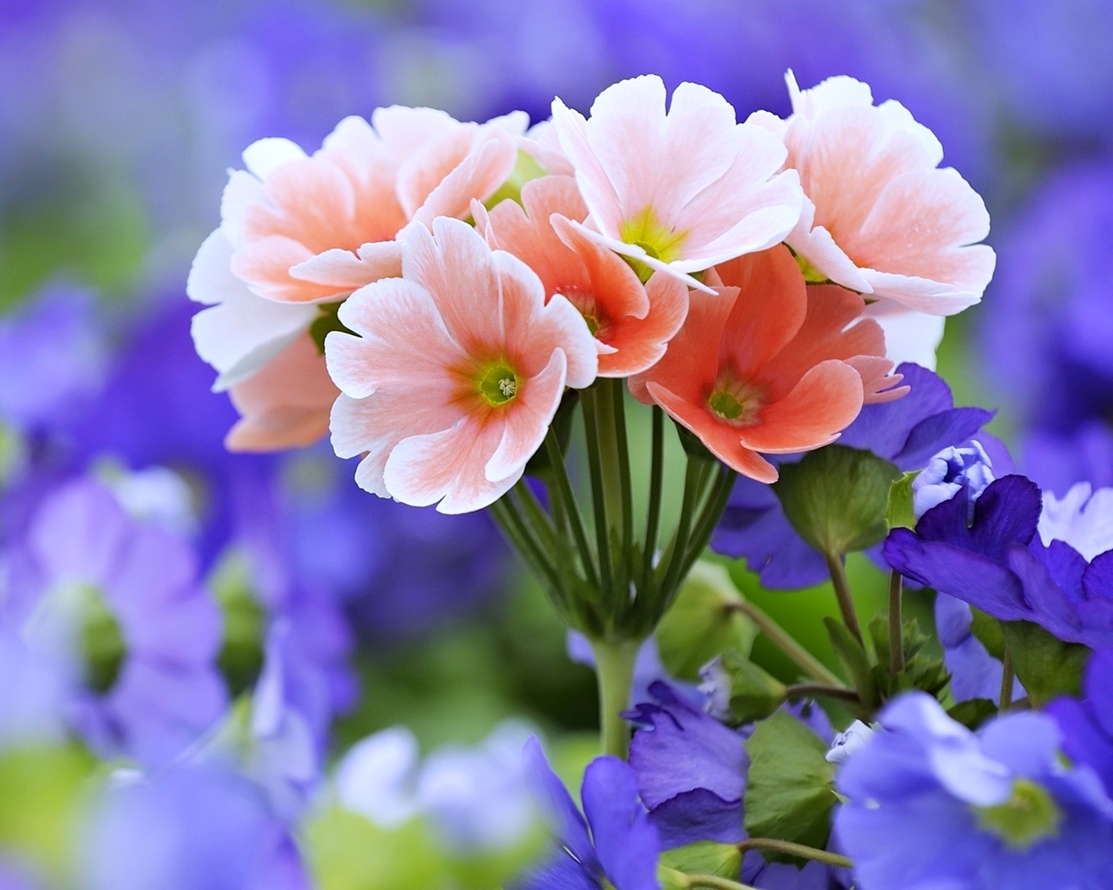 Free download wallpaper Nature, Flowers, Flower, Earth, Spring on your PC desktop