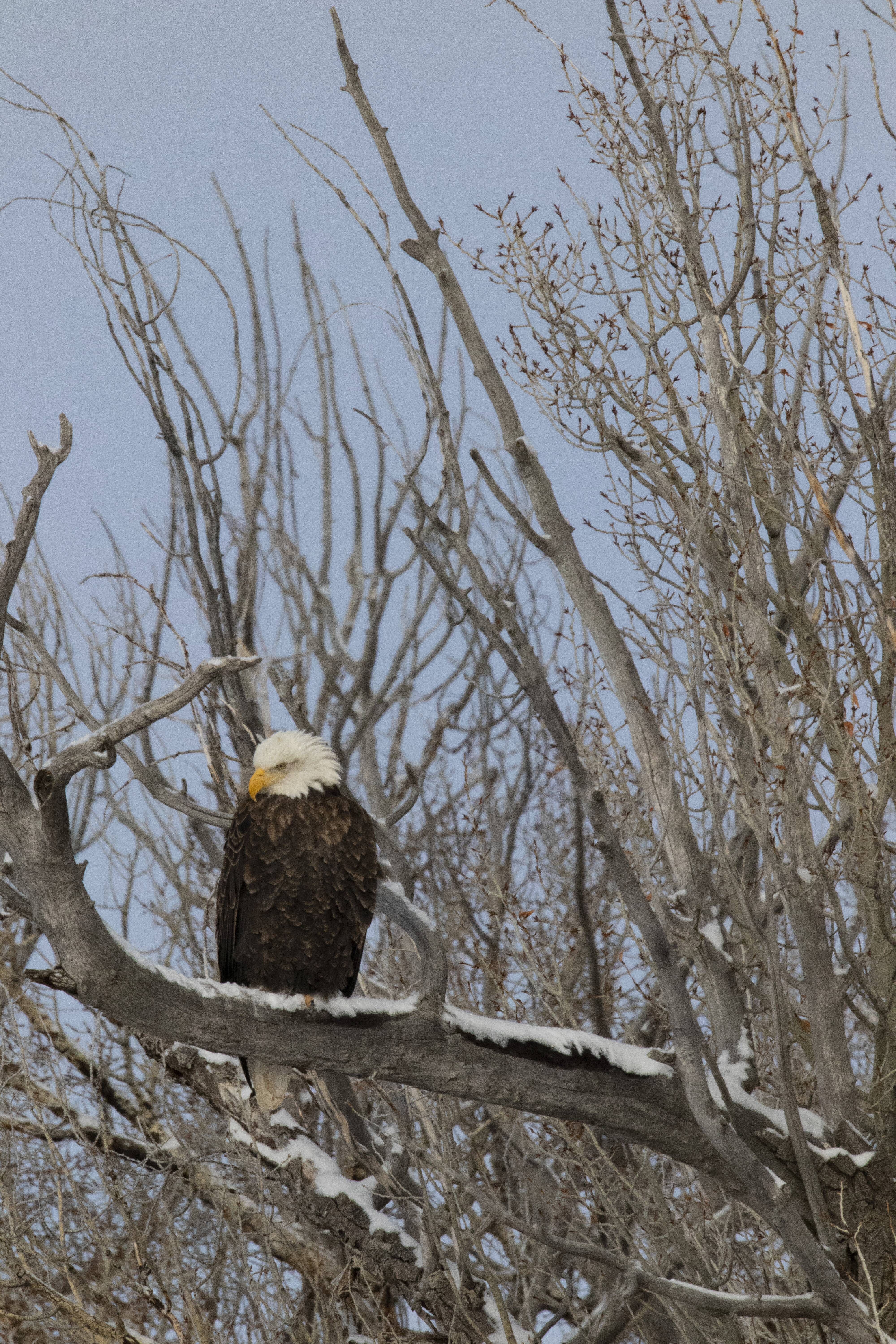 Free download wallpaper Bird, Wood, Tree, Branches, Bald Eagle, White Headed Eagle, Animals, Eagle on your PC desktop