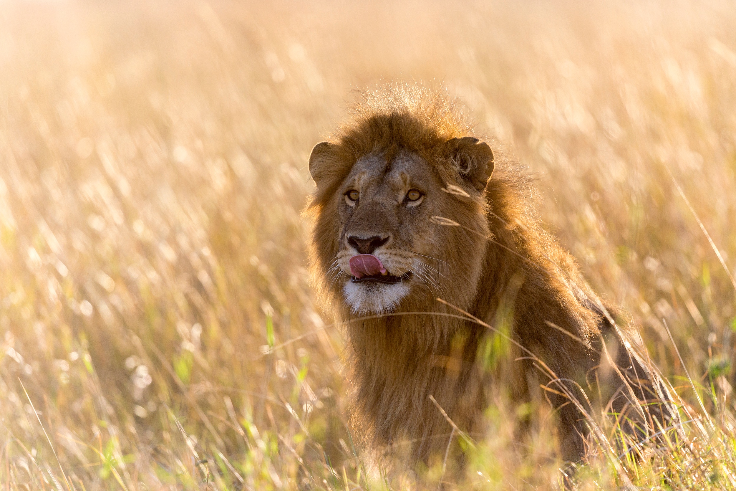 Laden Sie das Löwe, Katzen, Tiere-Bild kostenlos auf Ihren PC-Desktop herunter