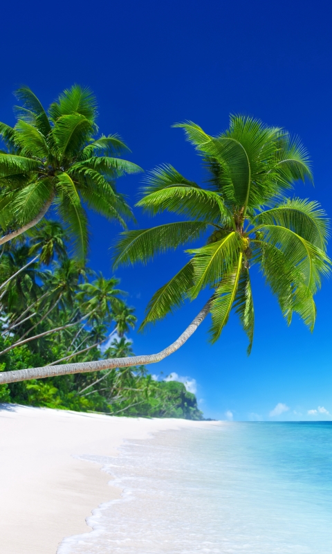 Скачать картинку Пляж, Пальмы, Горизонт, Океан, Пальма, Земля/природа в телефон бесплатно.