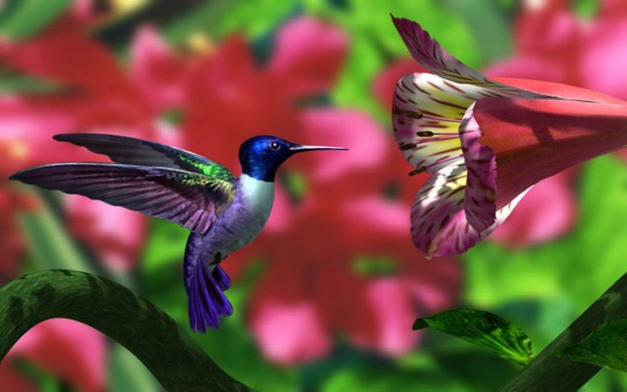 1479819 descargar fondo de pantalla animales, colibrí, pájaro: protectores de pantalla e imágenes gratis