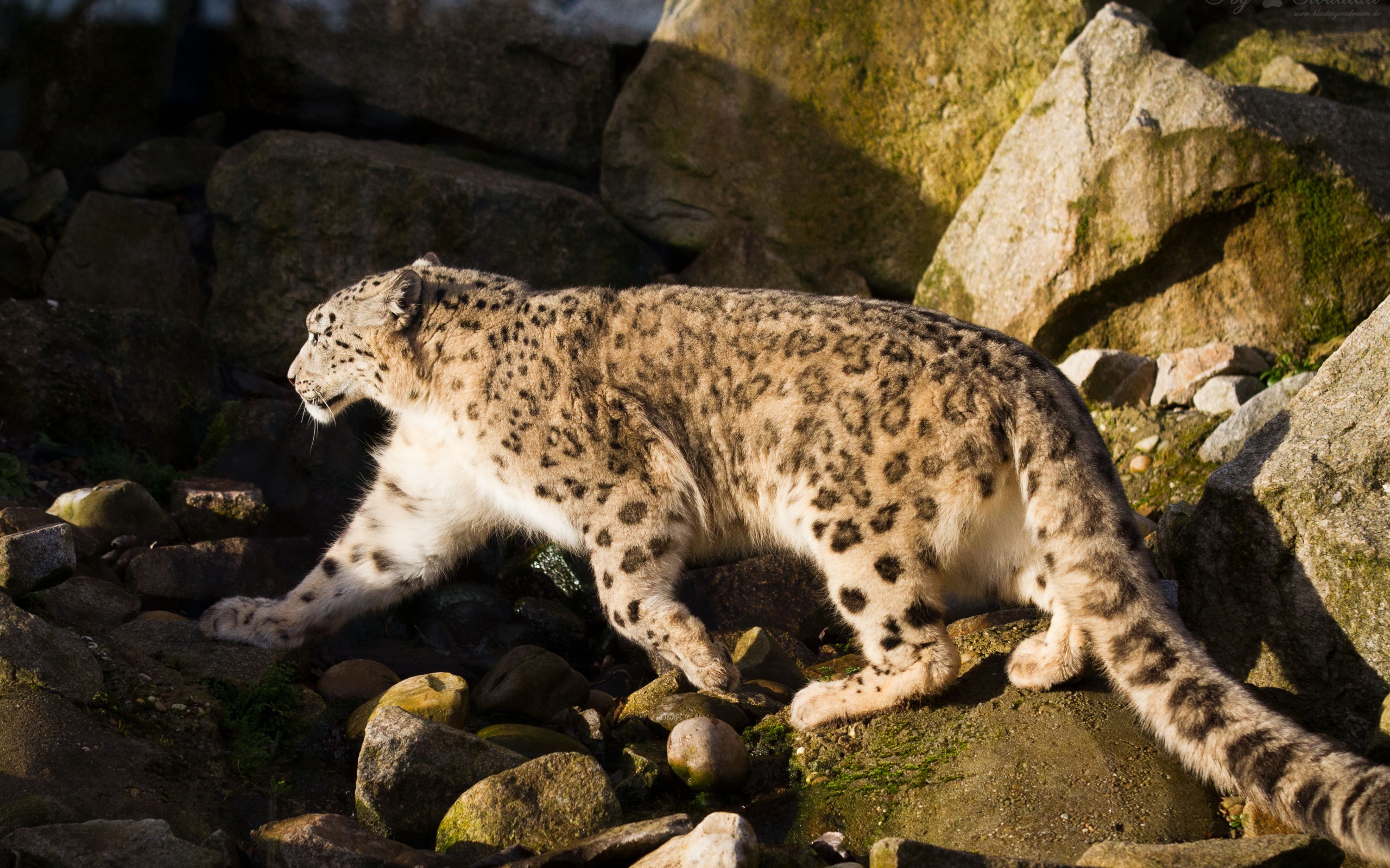 1920x1080 Background snow leopard, animal, cats