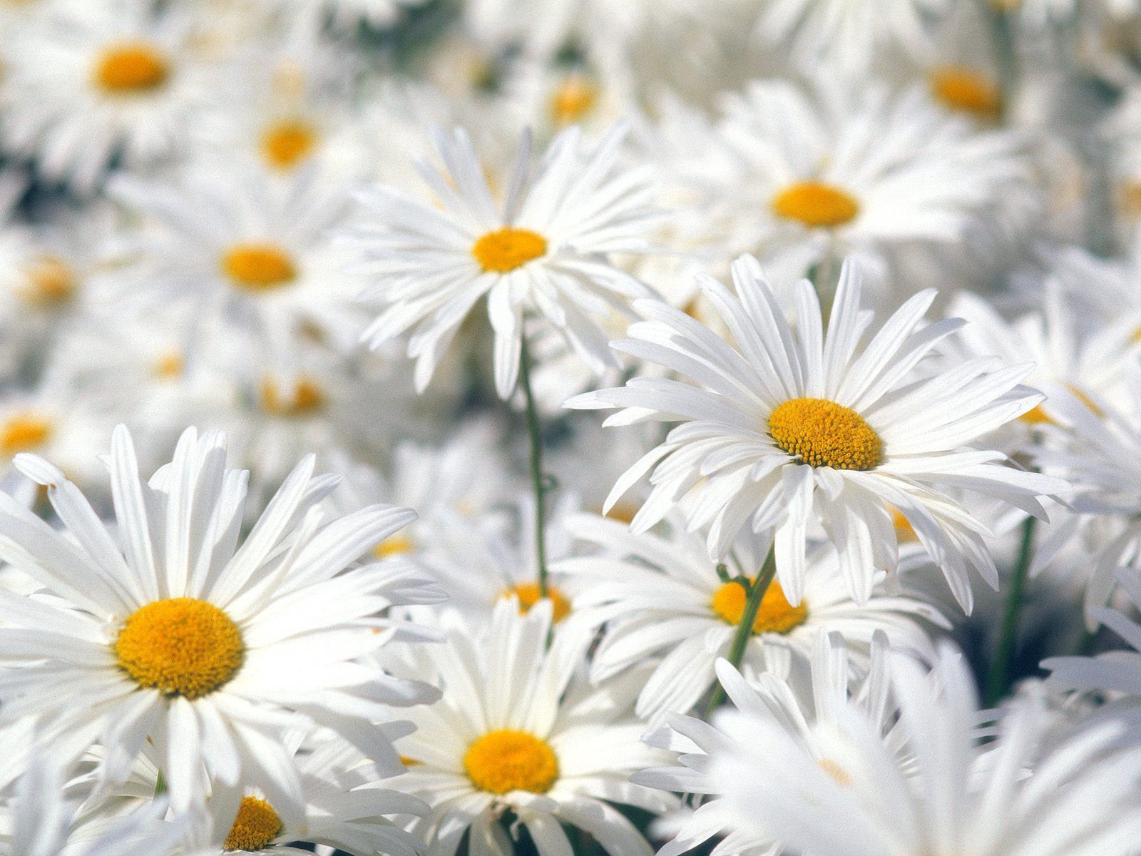 Laden Sie das Kamille, Pflanze, Makro, Blumen, Feld-Bild kostenlos auf Ihren PC-Desktop herunter