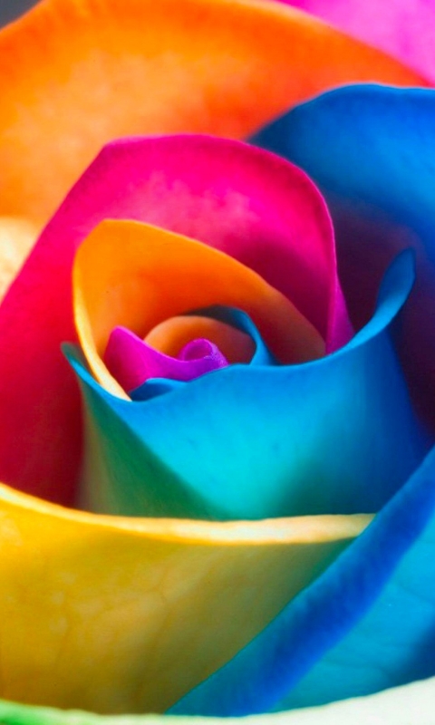 Download mobile wallpaper Flowers, Flower, Rose, Earth, Colorful for free.