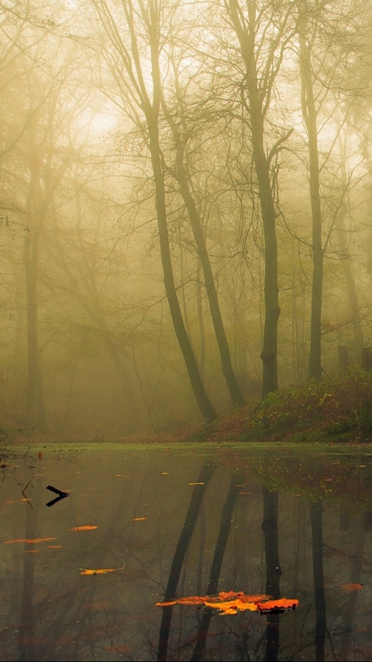 Download mobile wallpaper Nature, Reflection, Forest, Fog, Leaf, Earth for free.