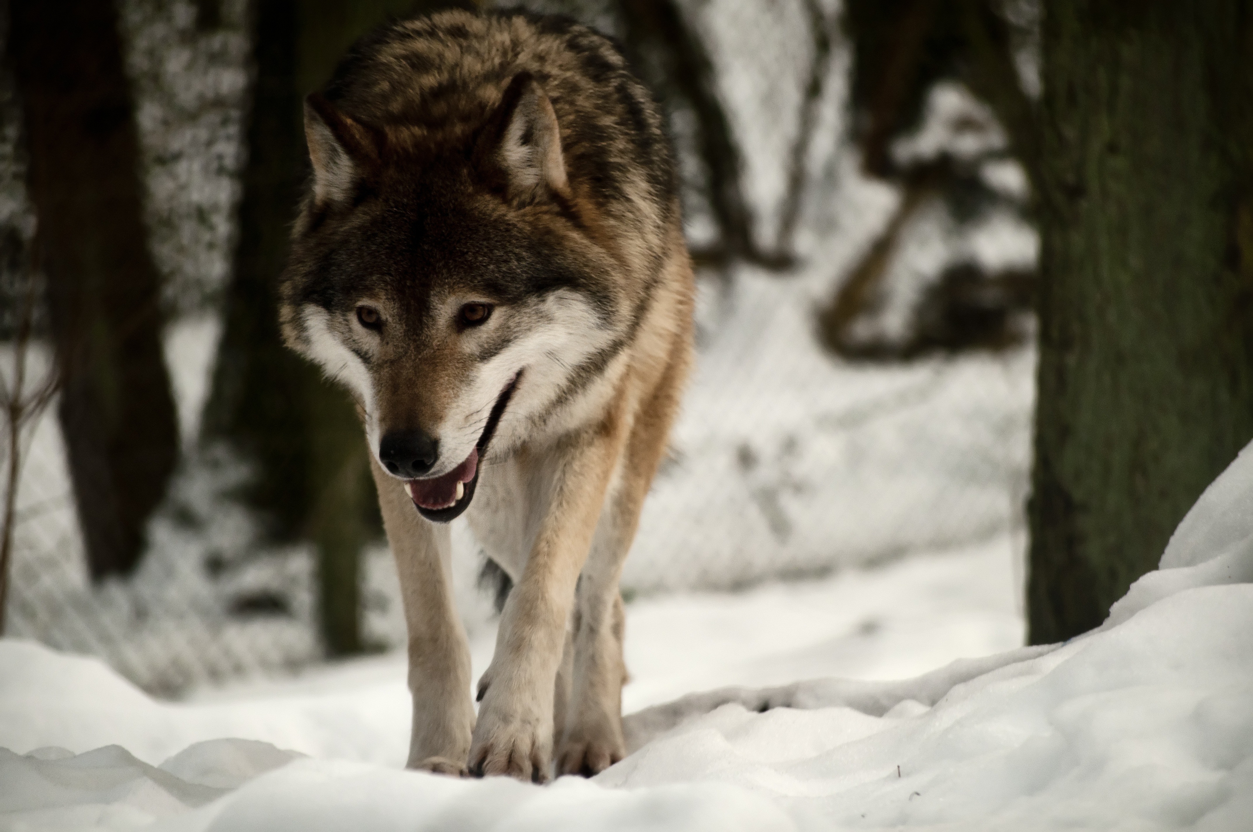 Скачать картинку Снег, Прогулка, Животные, Хищник, Волк в телефон бесплатно.