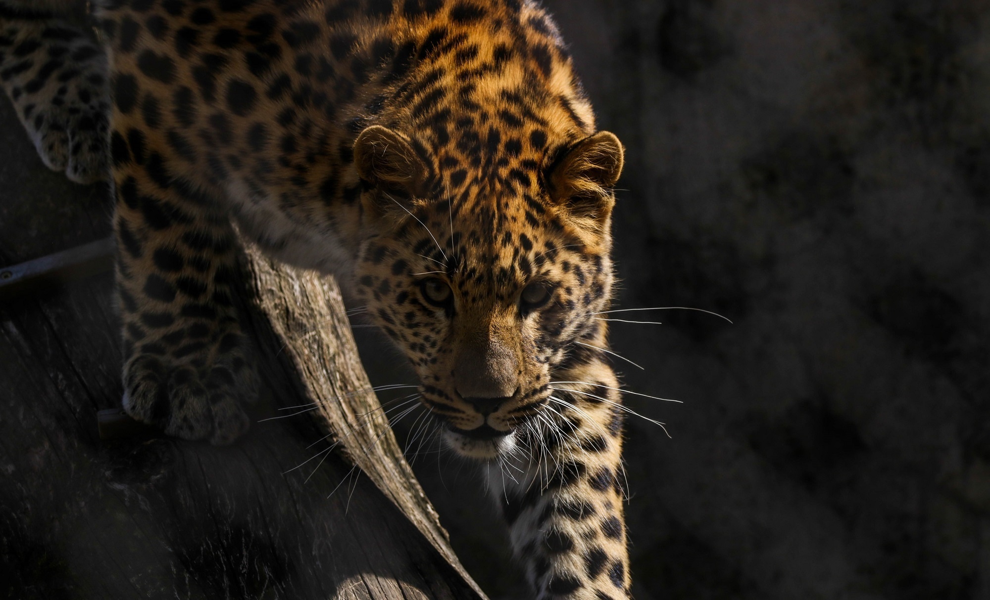 Download mobile wallpaper Cats, Leopard, Animal for free.