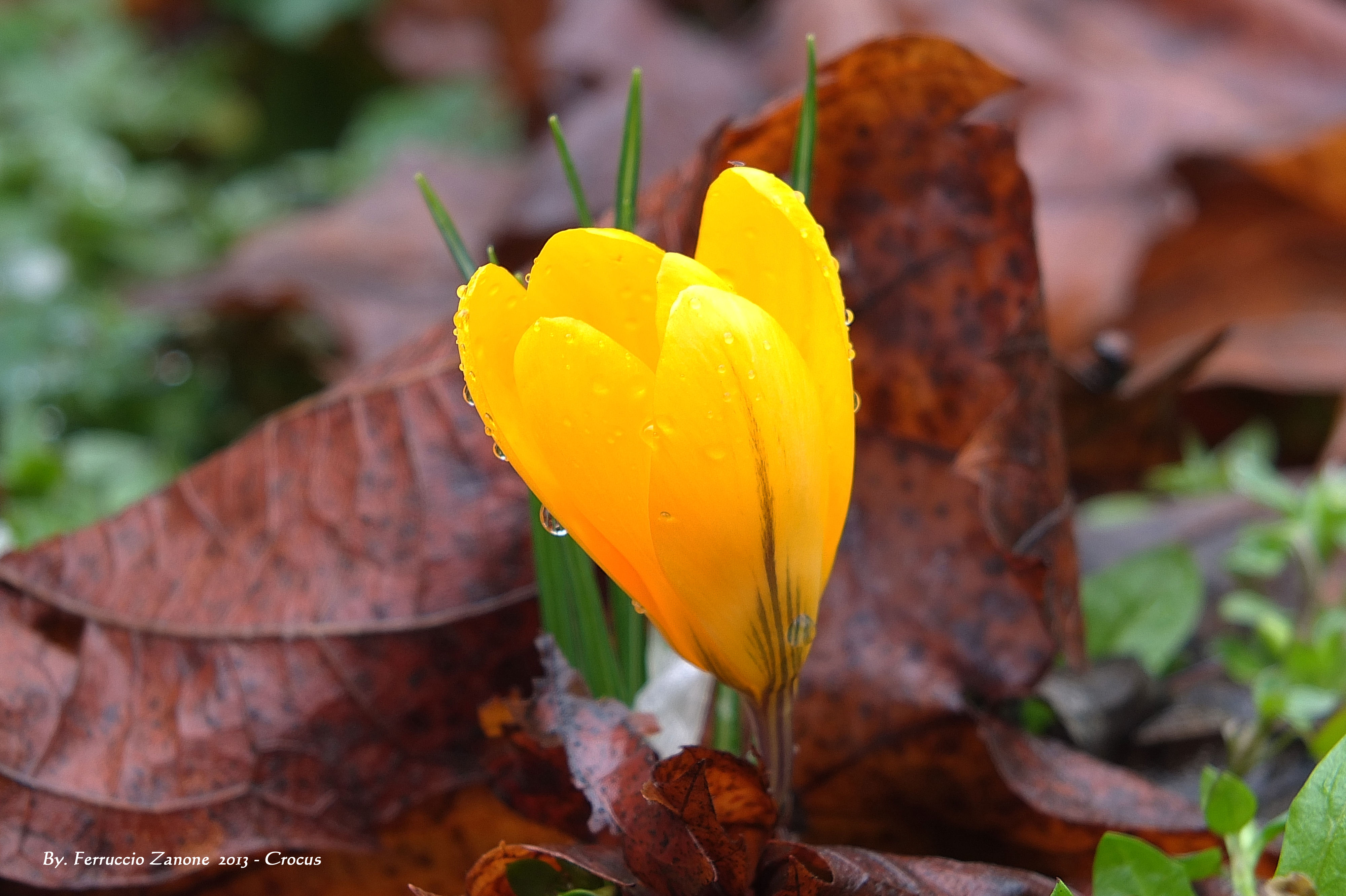 flowers, drops, yellow, flower, saffron Image for desktop