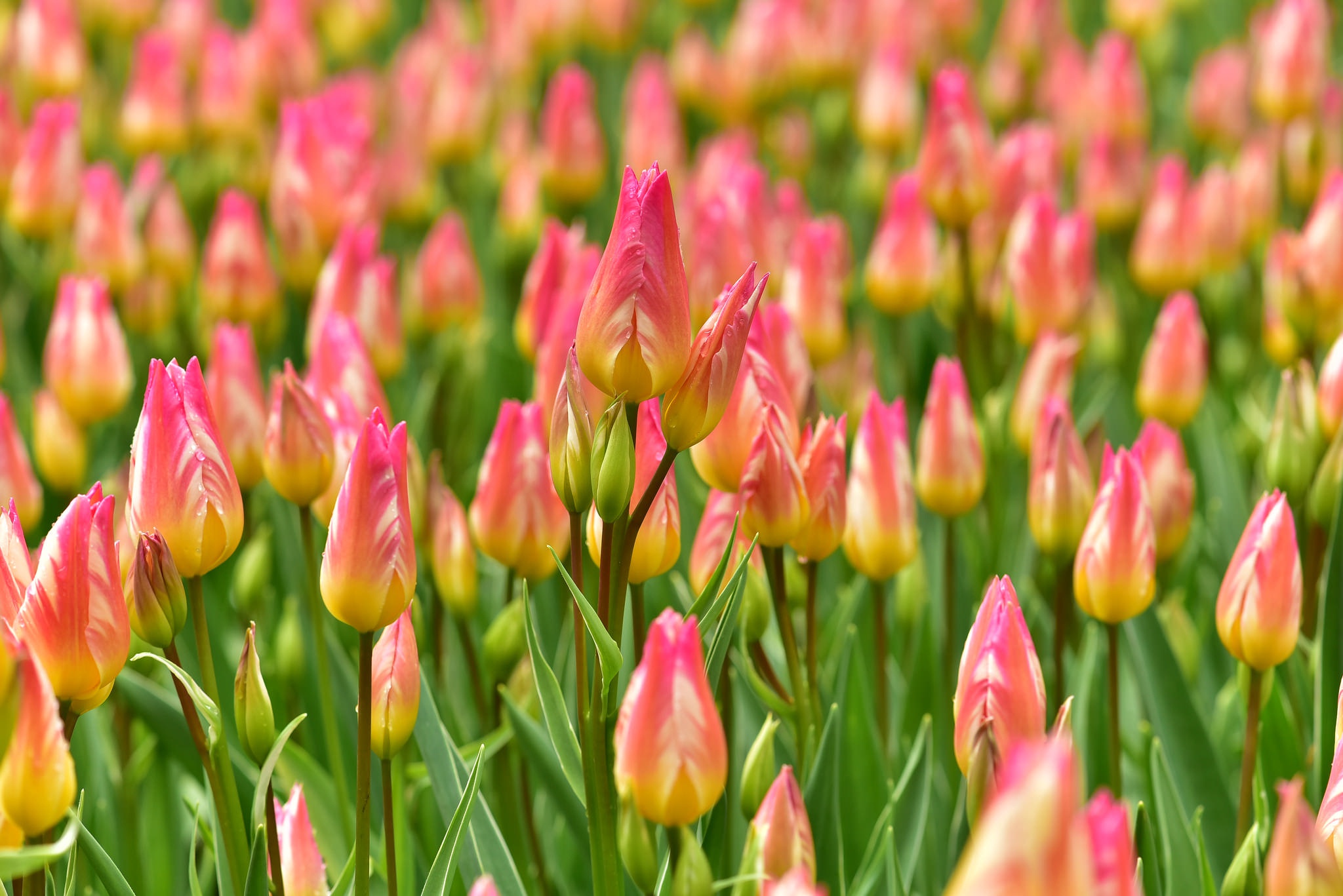 Free download wallpaper Nature, Flowers, Flower, Earth, Tulip, Pink Flower on your PC desktop