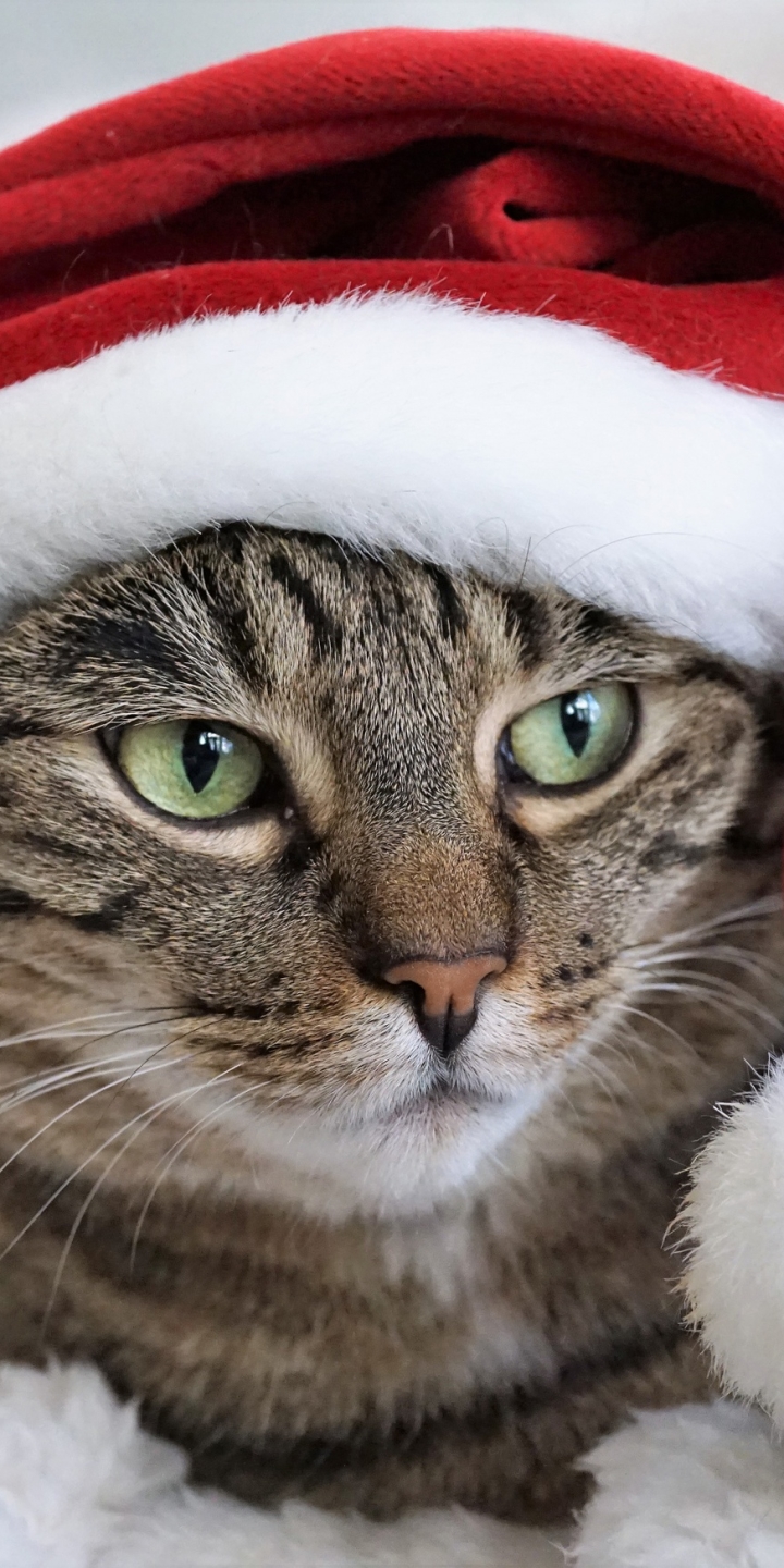 Baixar papel de parede para celular de Animais, Gatos, Gato, Gorro Do Papai Noel gratuito.