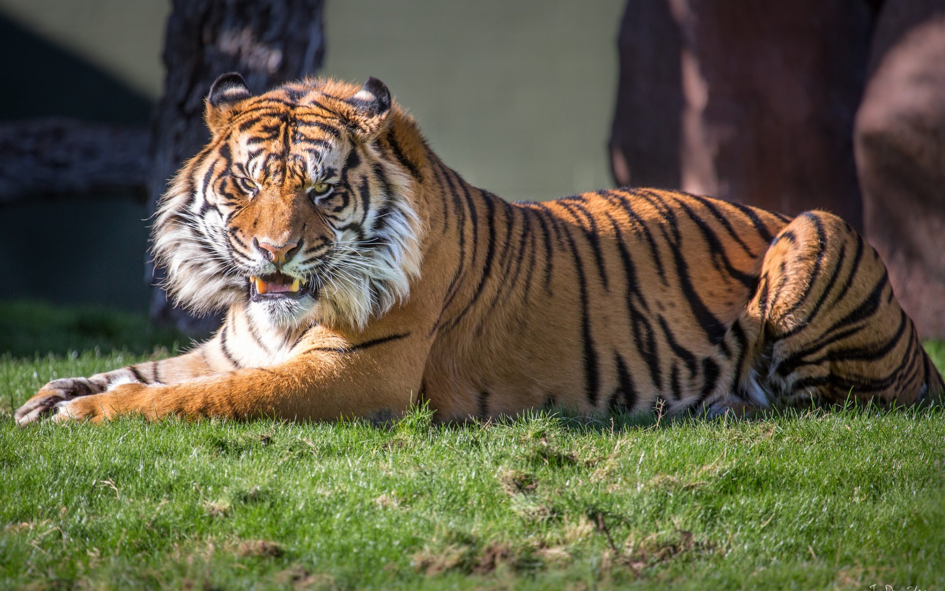 Descarga gratuita de fondo de pantalla para móvil de Animales, Gatos, Tigre.