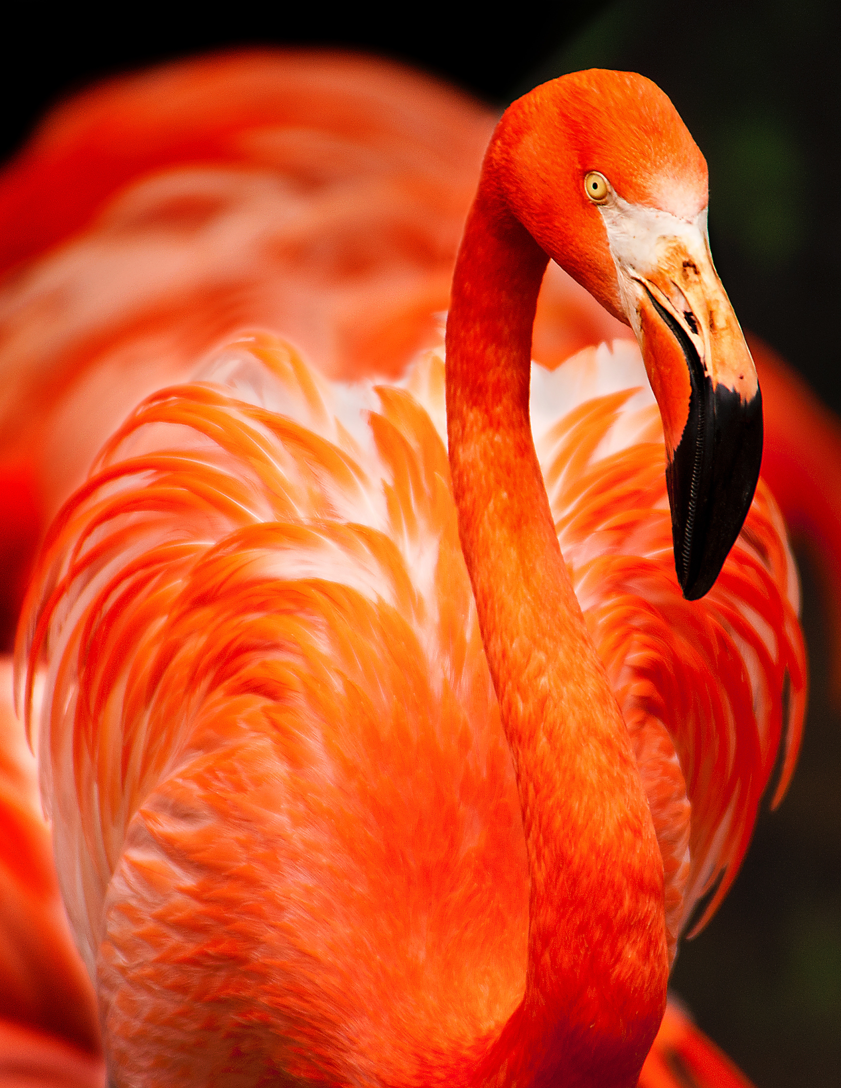 無料モバイル壁紙動物, 色, 鳥, フェザー, フラミンゴをダウンロードします。