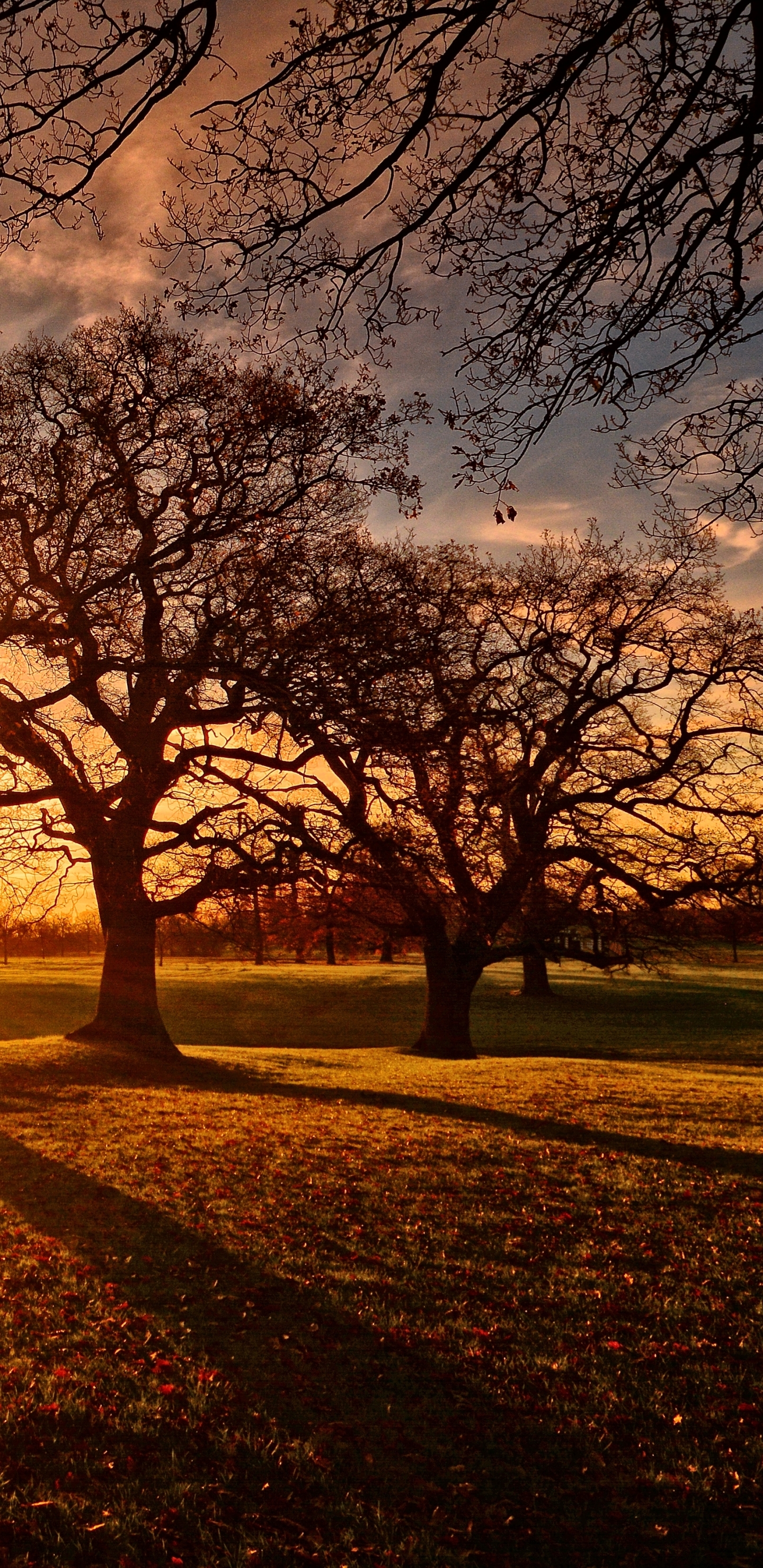 Descarga gratuita de fondo de pantalla para móvil de Otoño, Árbol, Fotografía, Atardecer, Tardecita.