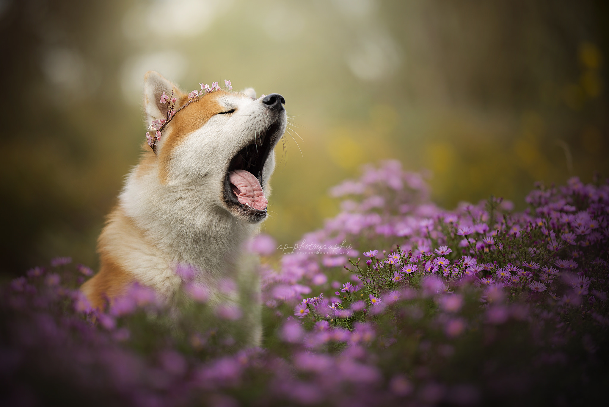 Download mobile wallpaper Dogs, Dog, Animal, Akita for free.